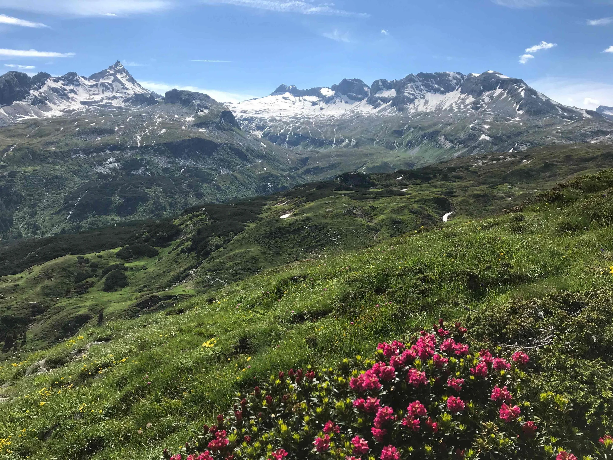 Berglandschaft mit grünen Wiesen, blühende Blumen im Vordergrund, schneebedeckte Gipfel und blaue Himmel mit wenigen Wolken