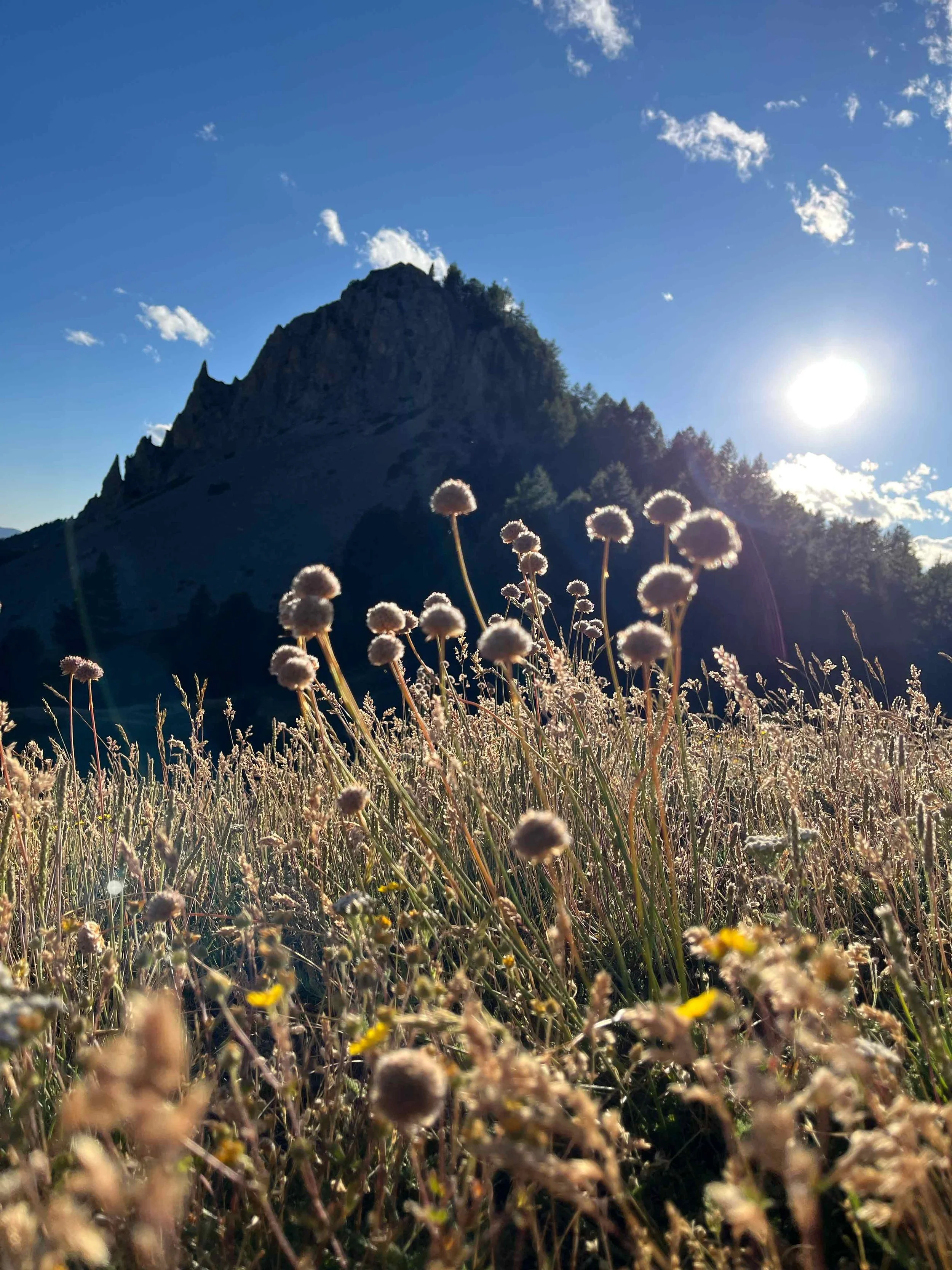 Blick auf eine Berglandschaft mit Felsen, Bäumen und einer Wiese mit Blumen im Vordergrund, sonniger Himmel mit einigen Wolken.