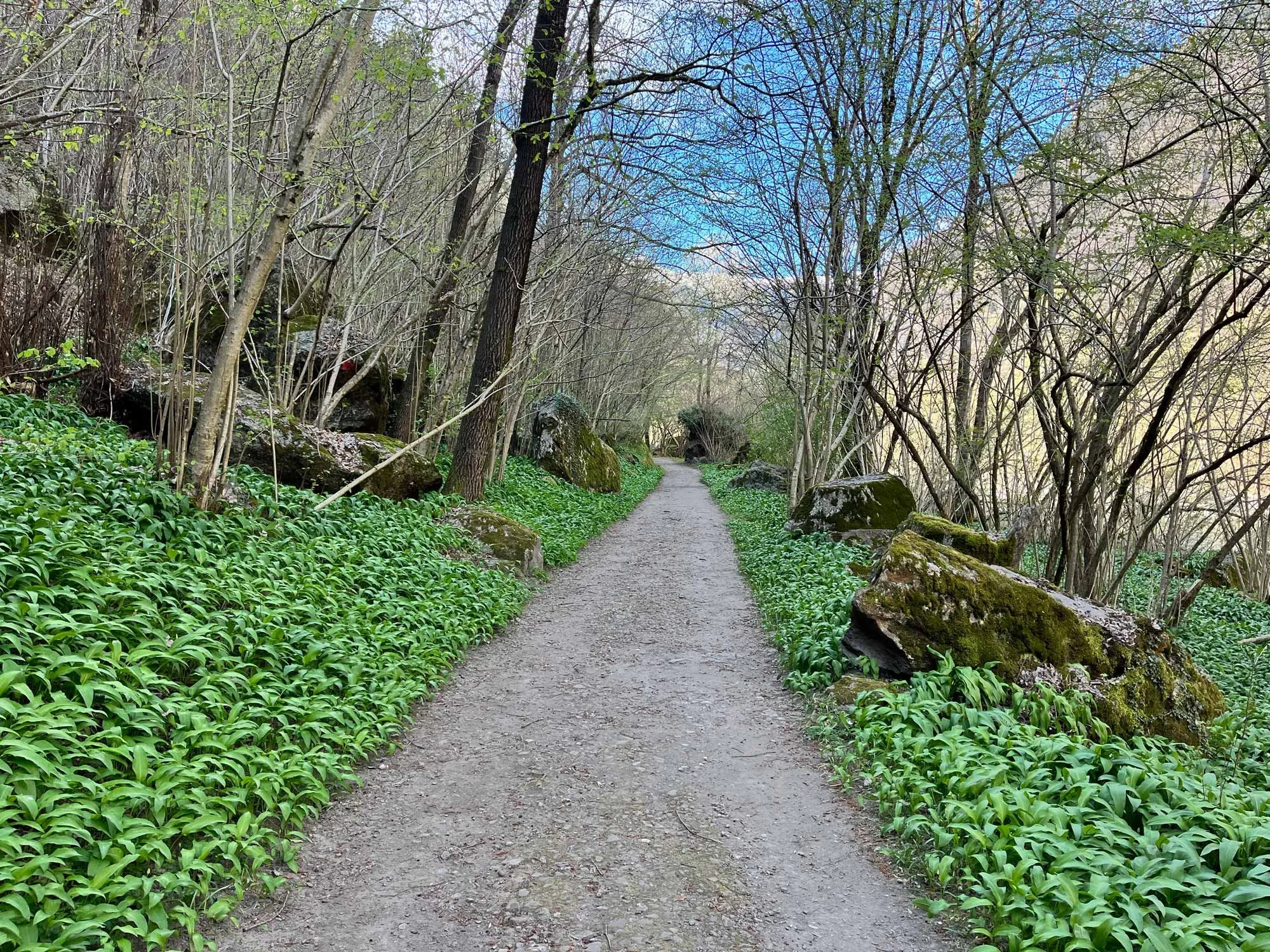Ein schmaler Wanderweg in einem Wald, umgeben von Grün, Bäumen und Moosbedeckten Felsen, mit sichtbarem blauen Himmel und Wolken.