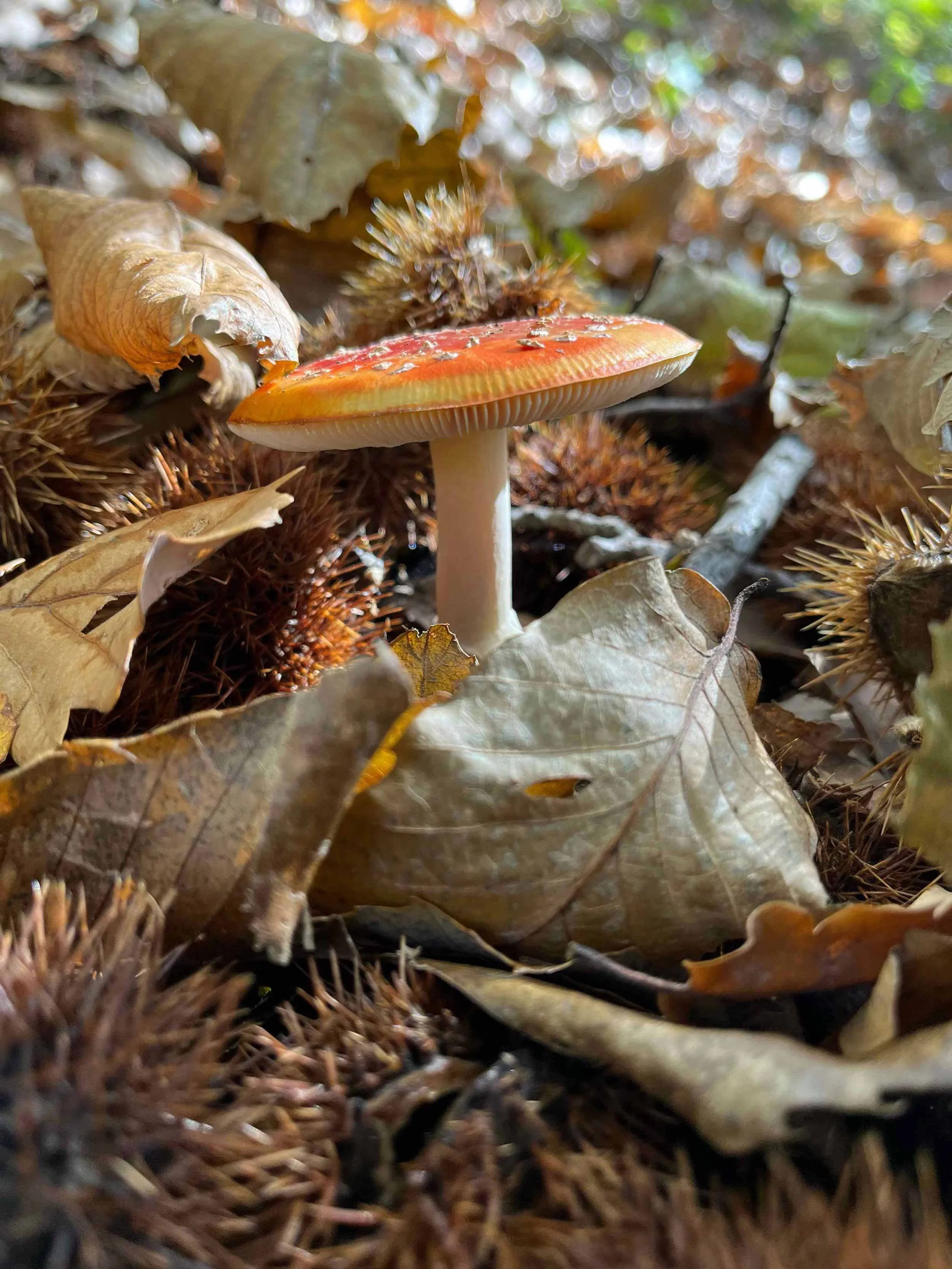 Ein roter Fliegenpilz in einem Laubwald auf dem Boden mit Herbstblättern, Zweigen und Tannenzapfen