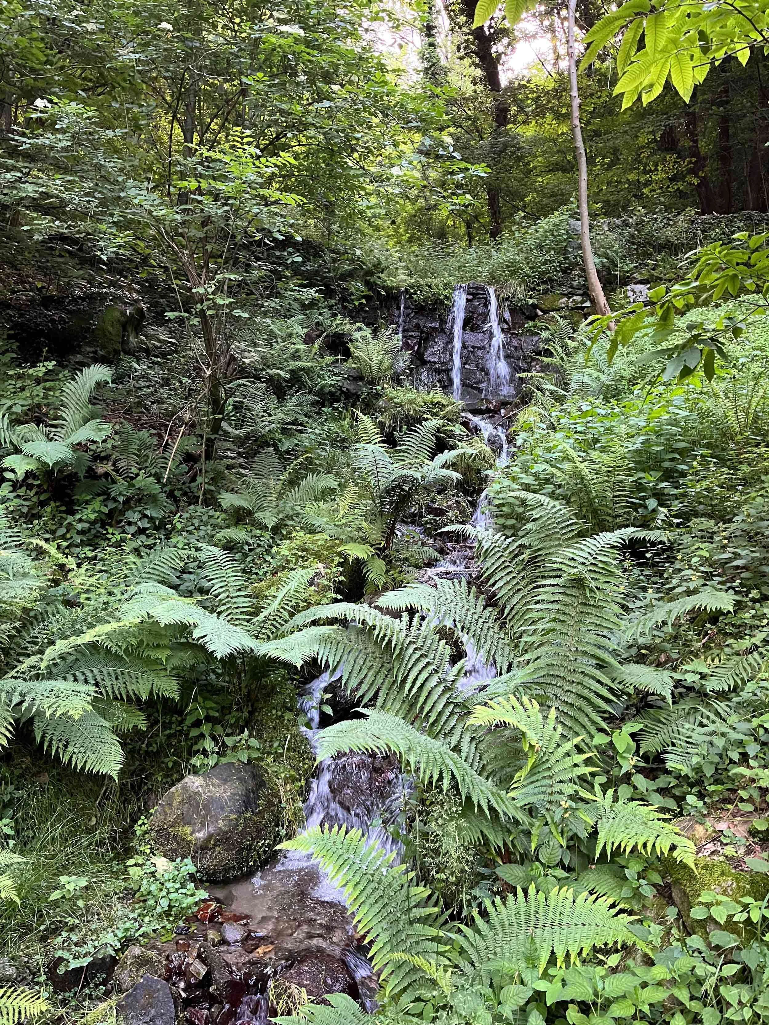 Ein kleiner Wasserfall inmitten eines grünen Waldes mit vielen Farnen und Büschen.