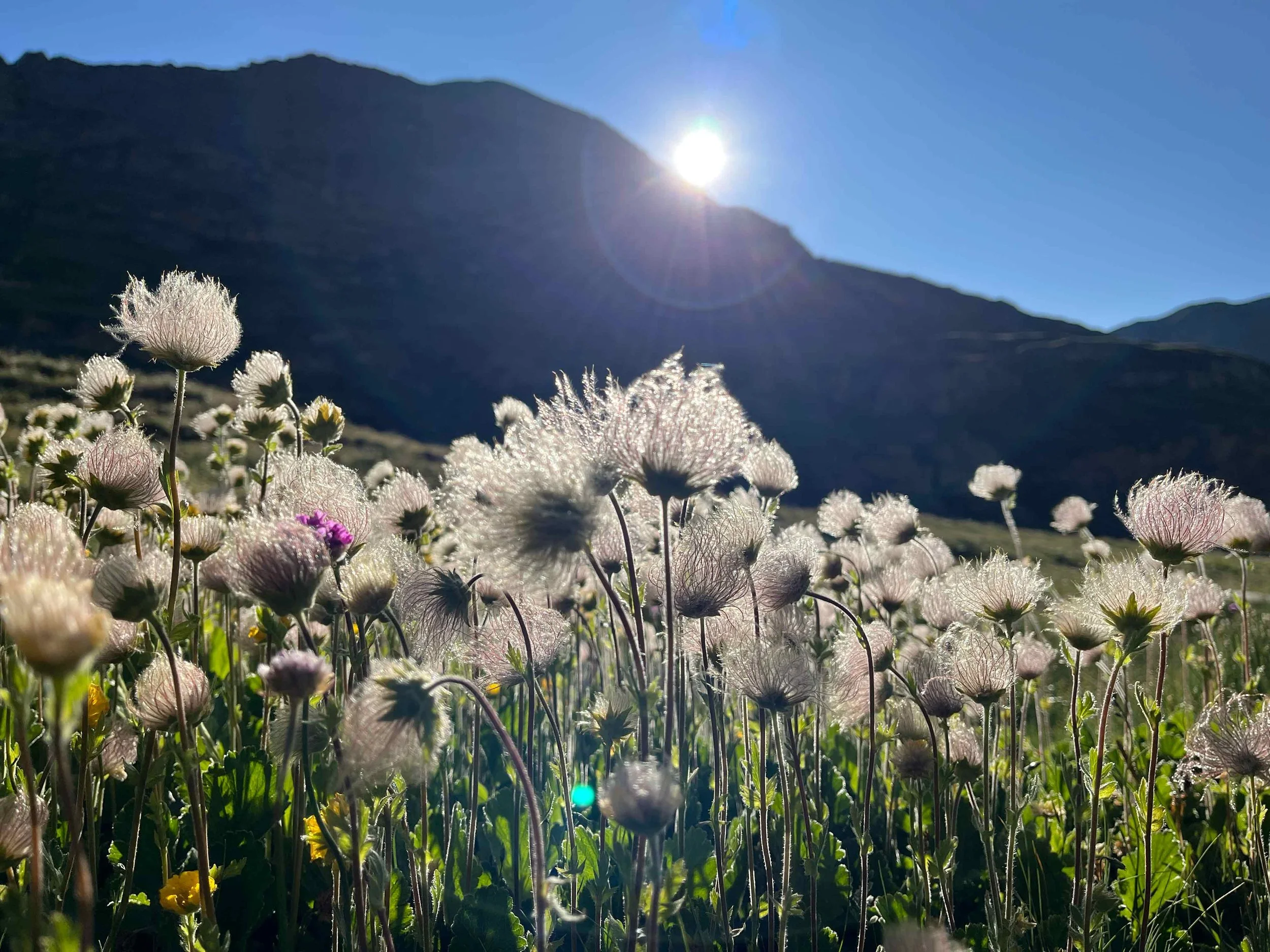 Frühlingsblumen im Sonnenlicht vor Bergkulisse bei klarem Himmel