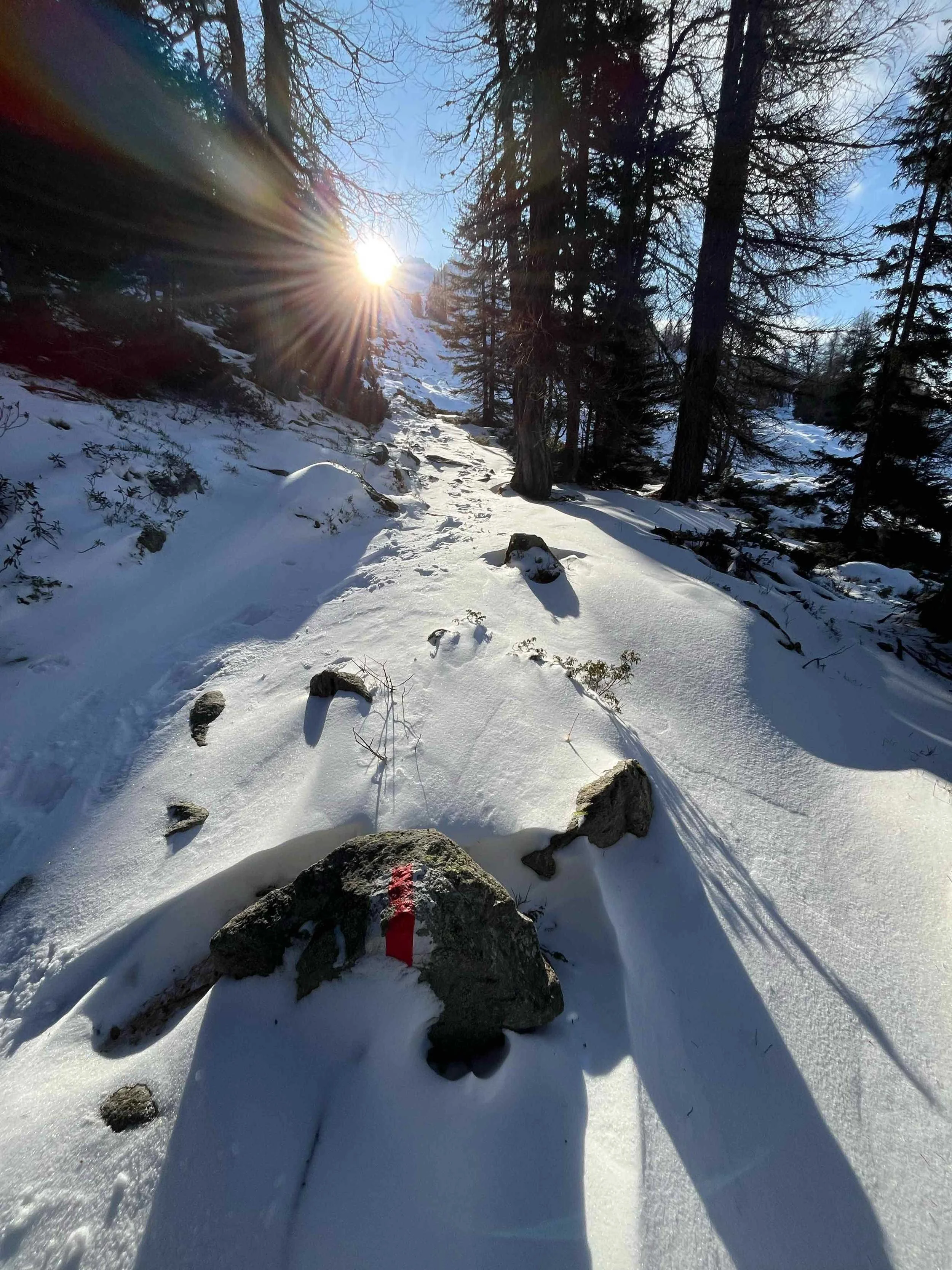 Schneebedeuter Wanderweg durch einen Wald mit Bäumen, Sonnenlicht durch die Äste, einige Steine und eine Markierung auf einem Stein im Vordergrund.