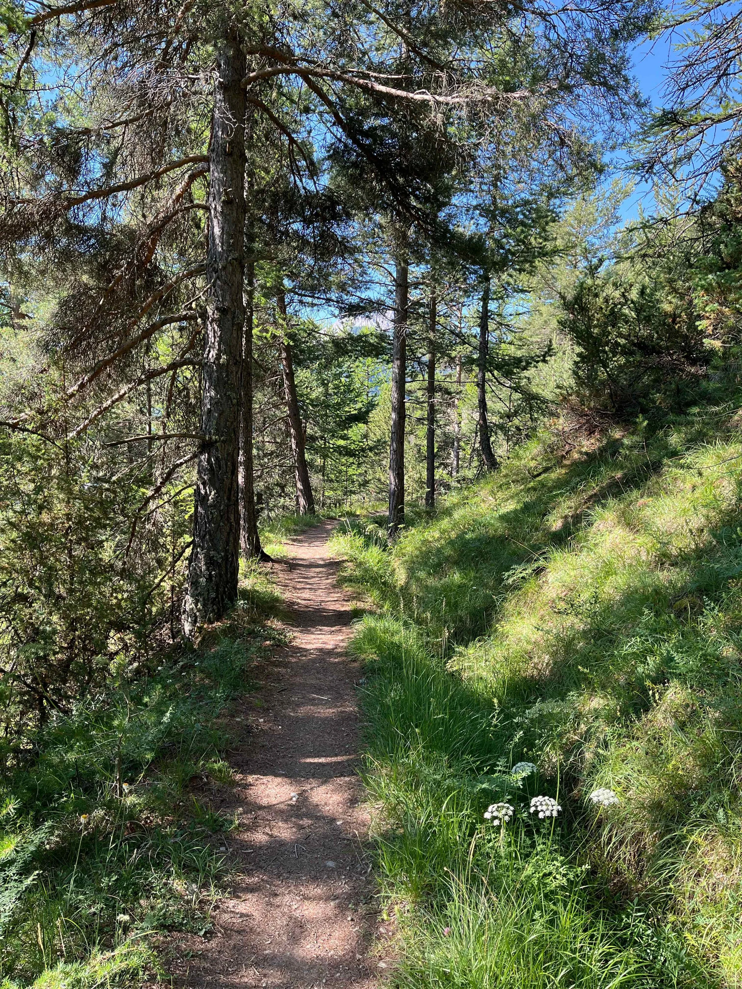 Ein schmaler Waldpfad führt durch einen dichten grünen Wald mit großen Bäumen, bei Sonnenschein, blauer Himmel und grünem Gras rechts am Wegesrand.