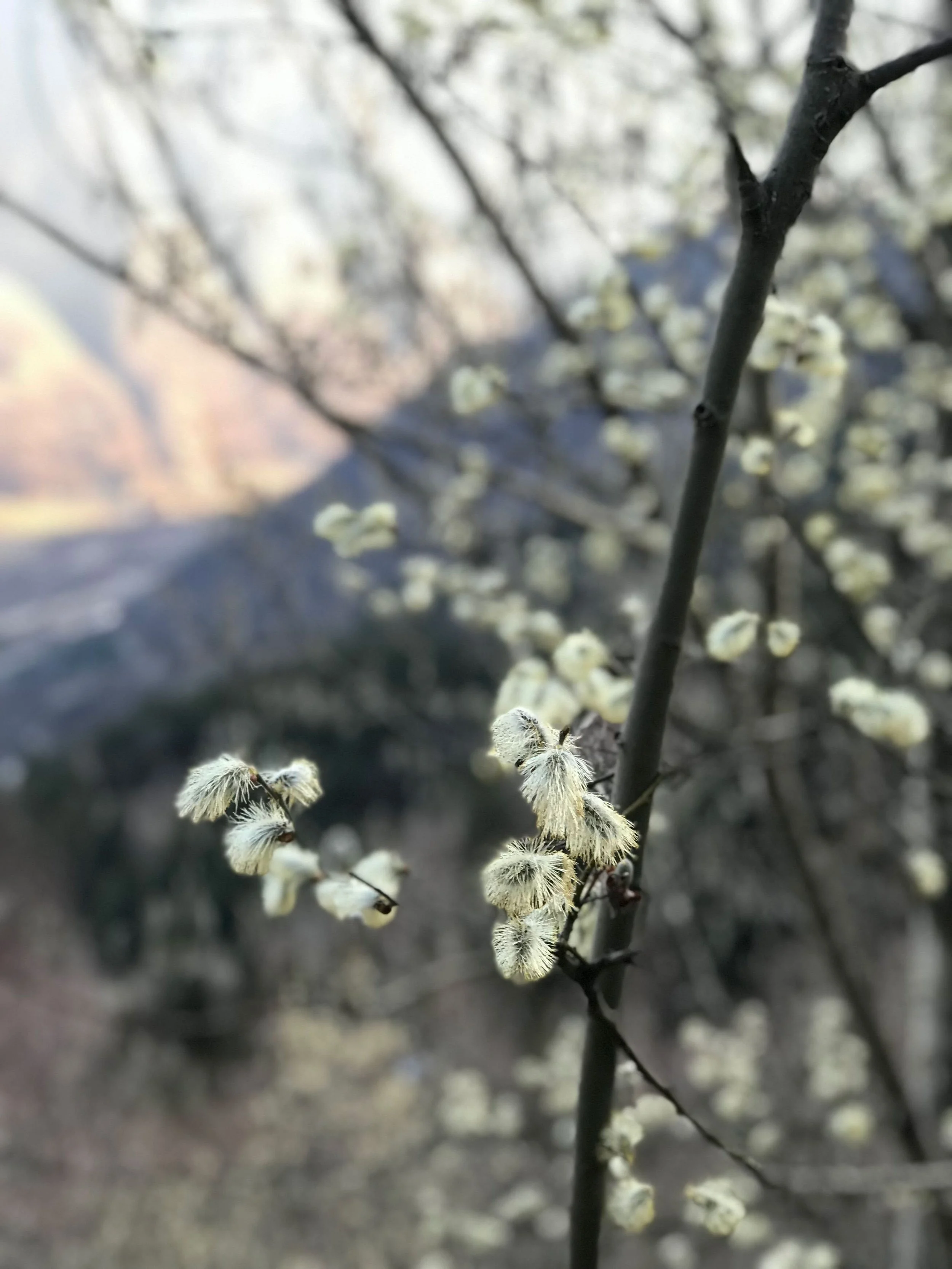Nahaufnahme eines Zweigs mit weißen Blütenknospen, unscharfer Hintergrund.