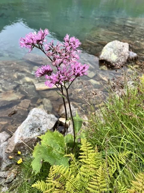 Lila Blume am Ufer eines Sees mit Steinen und Gras im Vordergrund