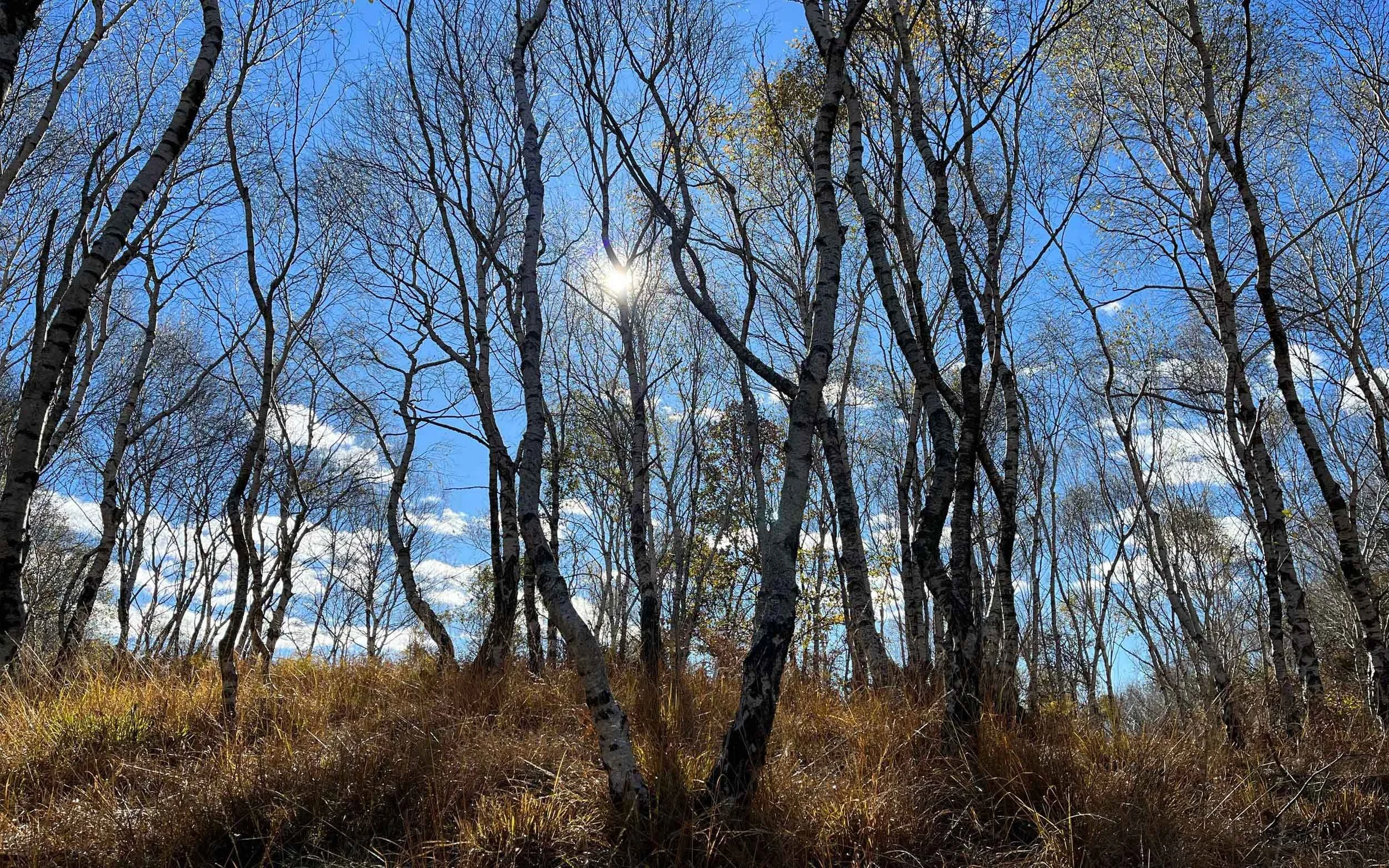 Bergwald mit Birkenbäumen und blauem Himmel, Sonnenlicht durch die Bäume, im Vordergrund Gräser