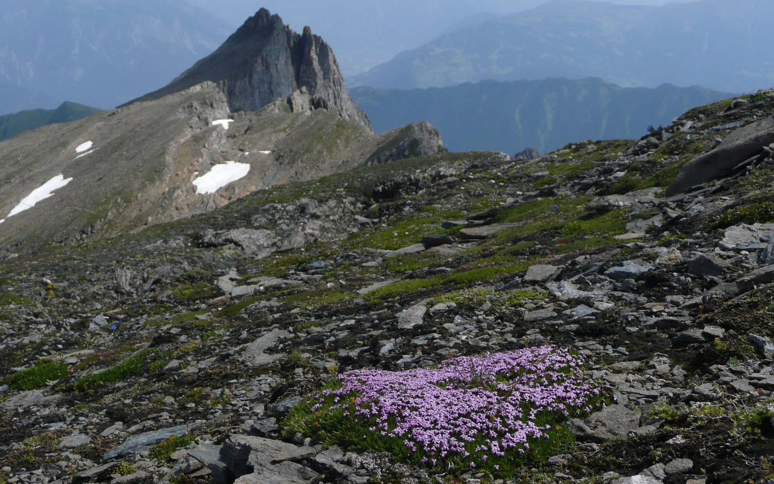 Eine Berglandschaft mit felsigem Gelände, im Vordergrund pinke Blumen, in der Mitte Berge mit Schneeflecken, im Hintergrund höhere Berge unter einem bewölkten Himmel.