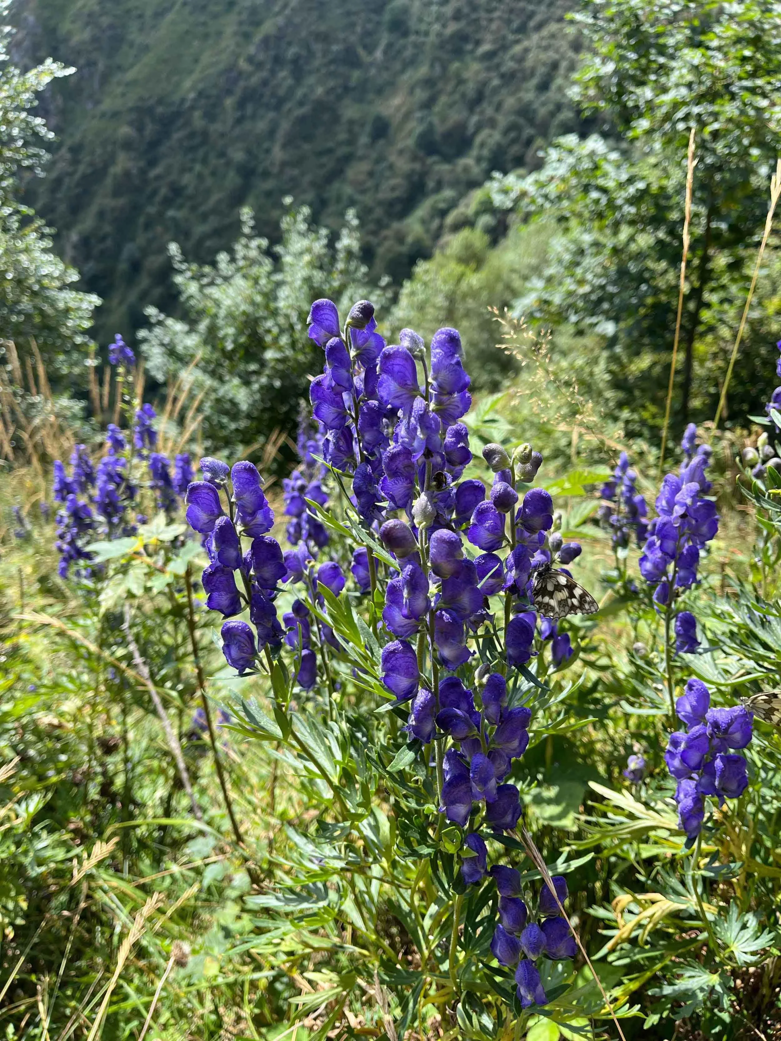 Bunte Blumen im Naturpark, mit grünen Büschen und einem Felsen im Hintergrund.