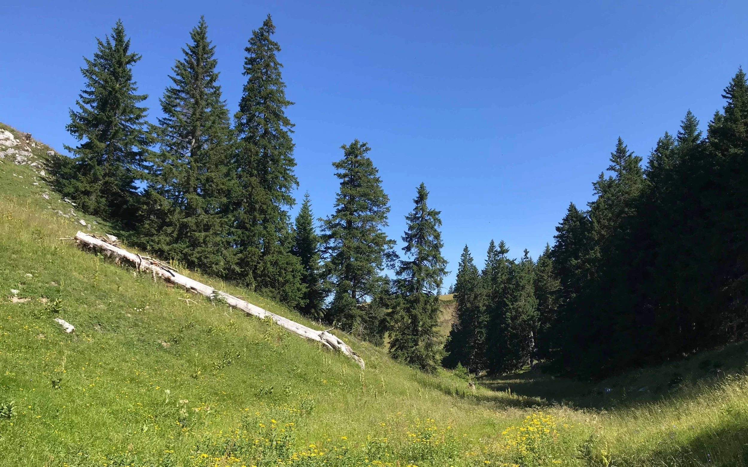 Grünes Weideland mit verstreuten kleinen gelben Blumen, schräg abfallende Wiese mit einigen Baumstämmen, im Hintergrund hohe Tannenbäume vor einem klaren blauen Himmel.