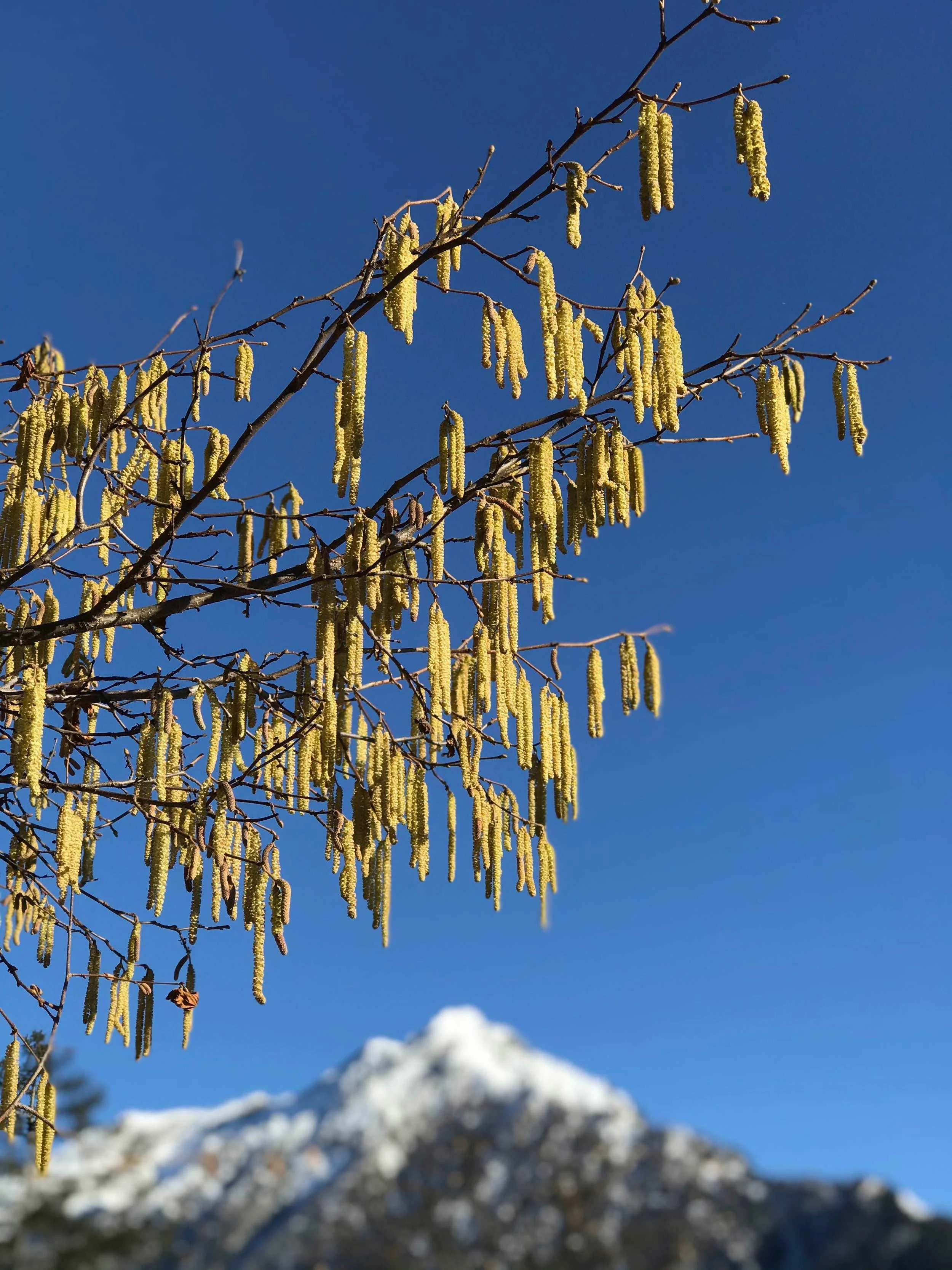 Blick auf einen blühenden Baum mit gelben, hängenden Blüten vor einem klaren blauen Himmel, im Hintergrund schneebedeuter Berg.