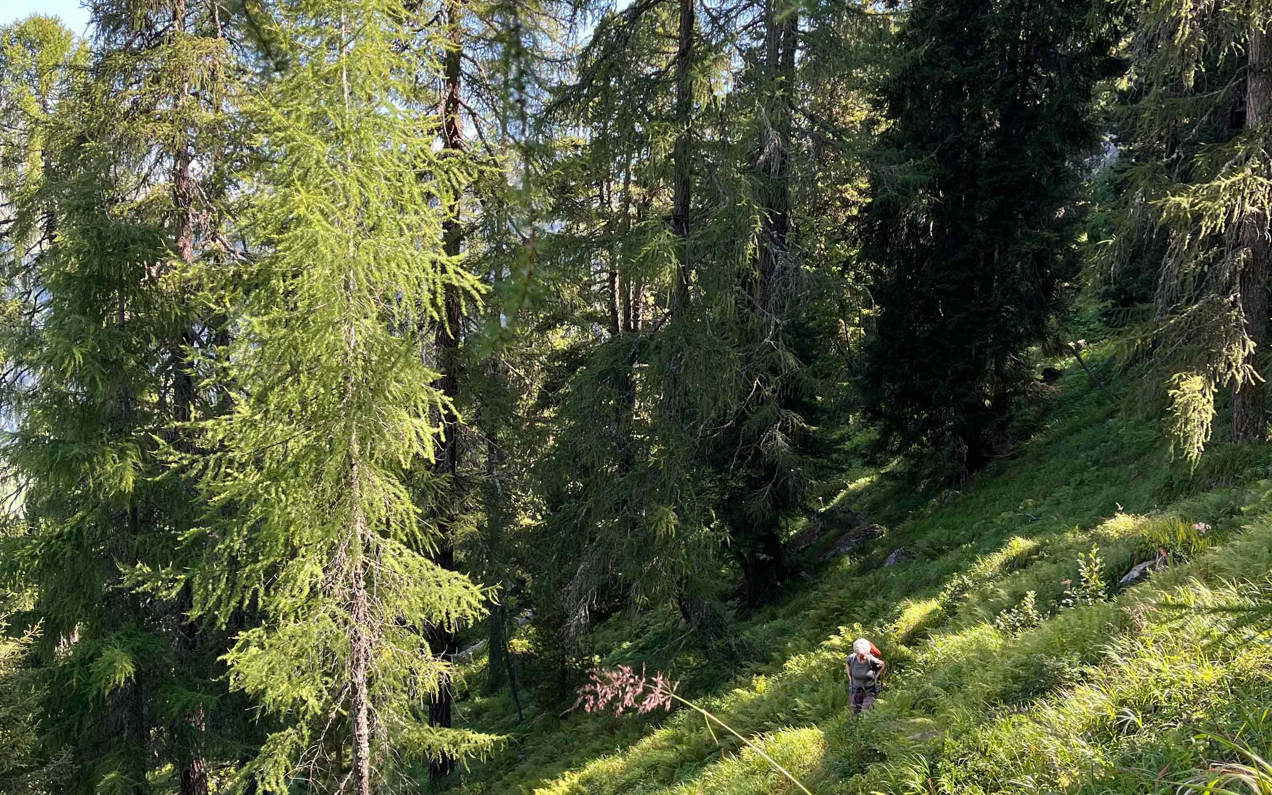 Ein Wanderer mit Rucksack im grünen, bewaldeten Hang, umgeben von hohen Tannenbäumen.