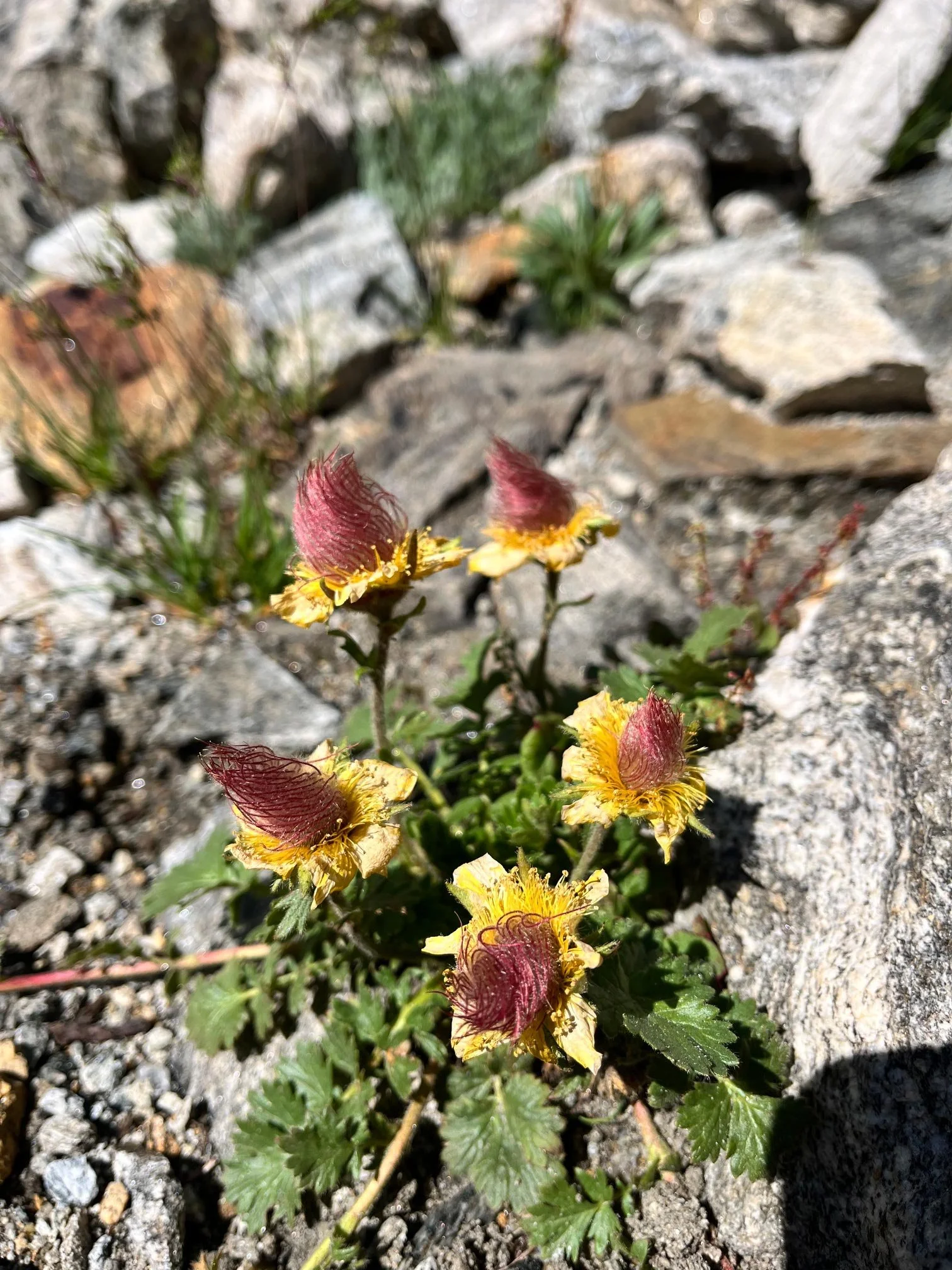 Kleine gelbe Blumen mit roten, behaarten Kelchen, wachsend zwischen Gestein und kleinen grünen Blättern in sonningem Umfeld.