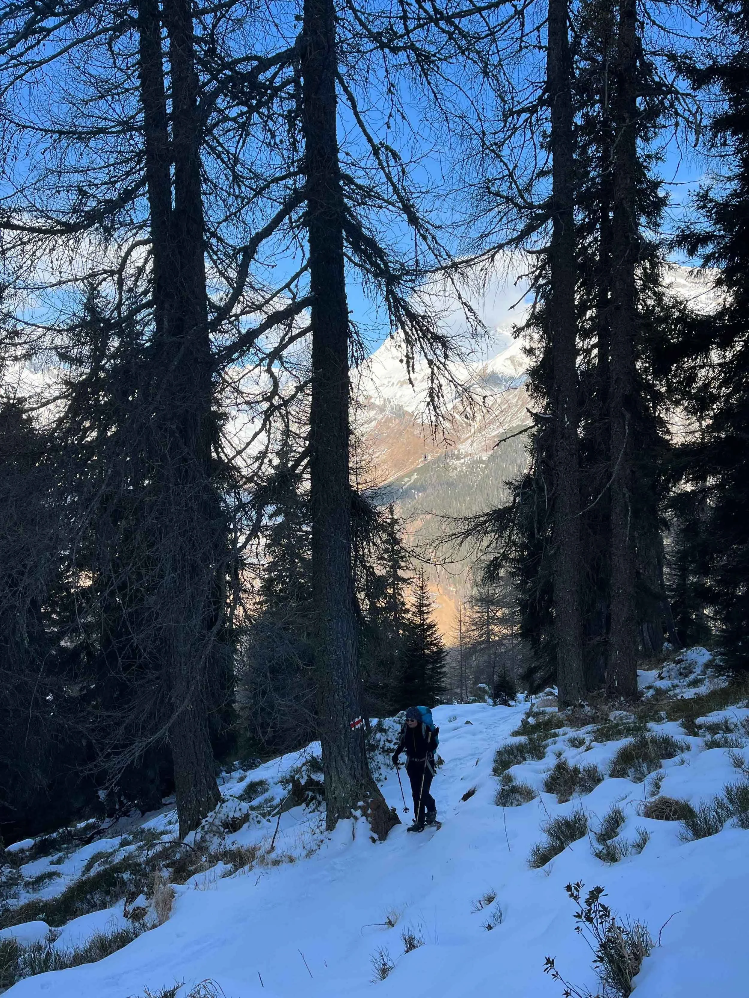 Wanderer in Schneelandschaft zwischen Nadelbäumen mit Berg im Hintergrund, blauer Himmel und Wolken, im Vordergrund Schnee und einige Pflanzen.