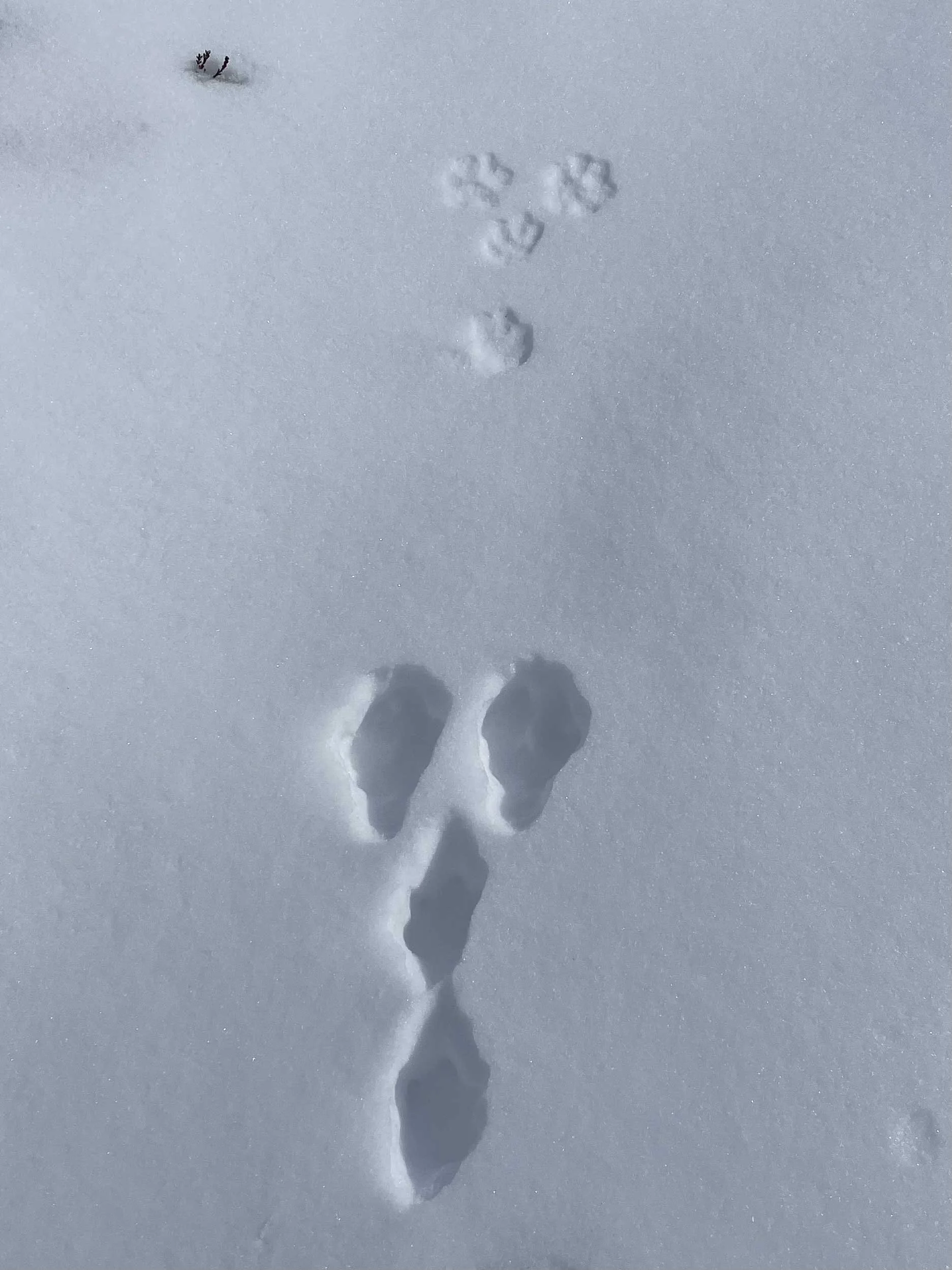 Schneespur mit Hundespuren und mehreren Tier- oder Menschenspuren im Schnee, mit einem kleinen Zweig in der oberen linken Ecke.