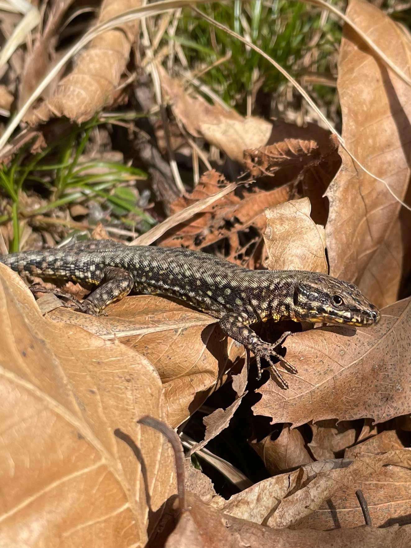 Eine kleine Echse mit schwarzer und gelber Musterung liegt auf braunen trockenen Blättern im Unterholz.