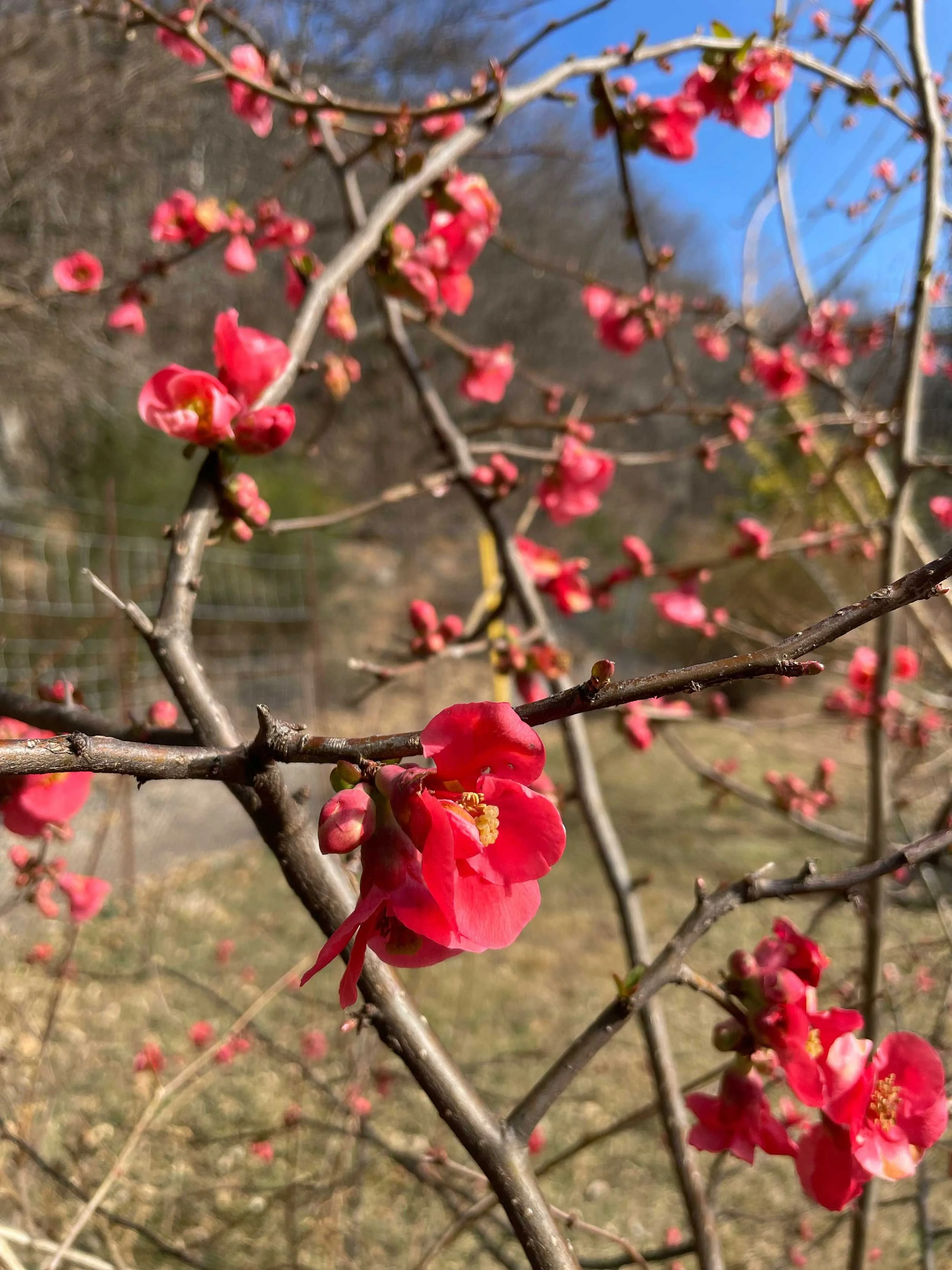 Rote Blüten an dünnen Zweigen im Frühling, blauer Himmel im Hintergrund.