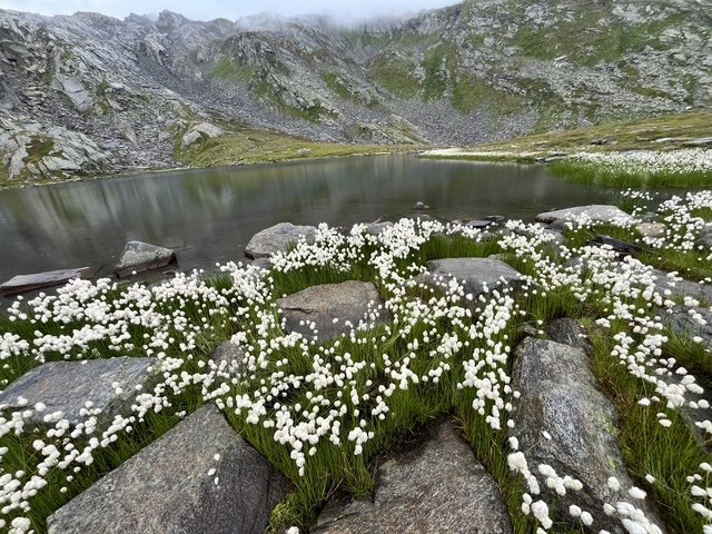 Blick auf einen Bergsee mit weißen Blumen und Steinen am Ufer, umgeben von felsigen Bergen und grün bewachsener Hügellandschaft.