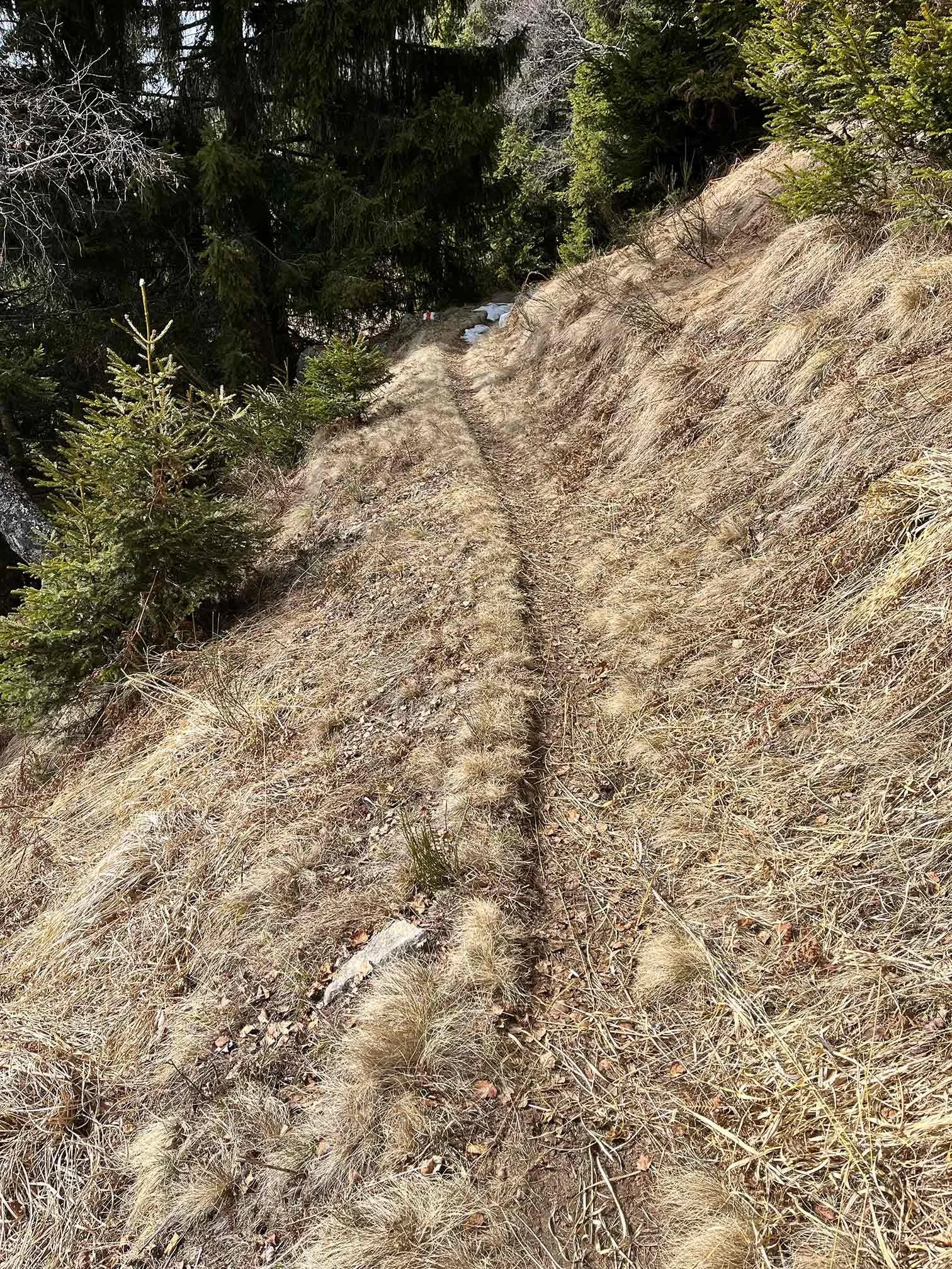 Ein schmaler Wanderweg führt durch eine trockene, grasbedeckte Hügellandschaft mit Nadelbäumen auf beiden Seiten.