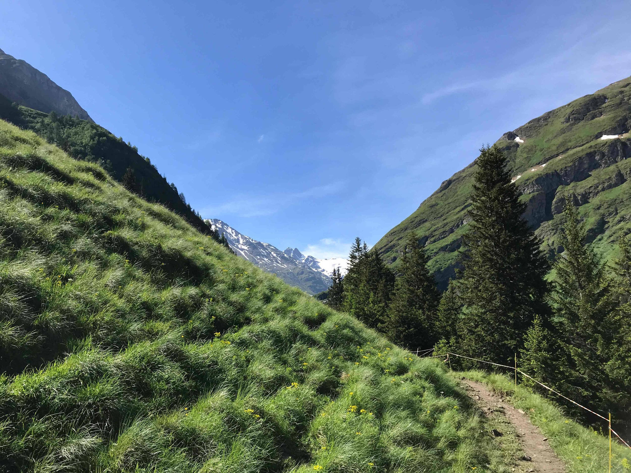 Eine grüne Berglandschaft mit einer schmalen Wanderstraße, hohe Bäume und schneebedeckte Berge im Hintergrund bei klarem Himmel.