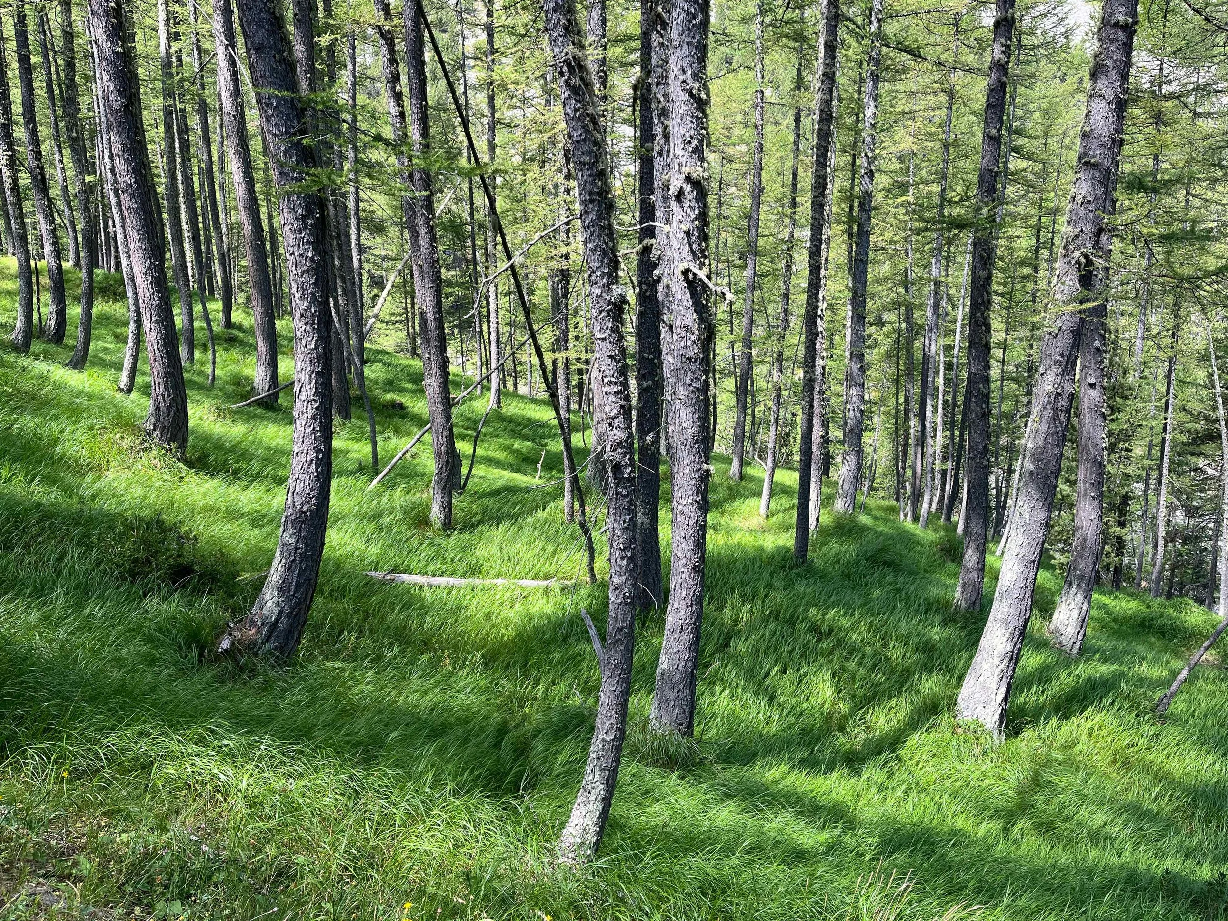Ein grüner Wald mit schräg verlaufenden Bäumen und einem sumpfigen Boden mit hohem Gras.