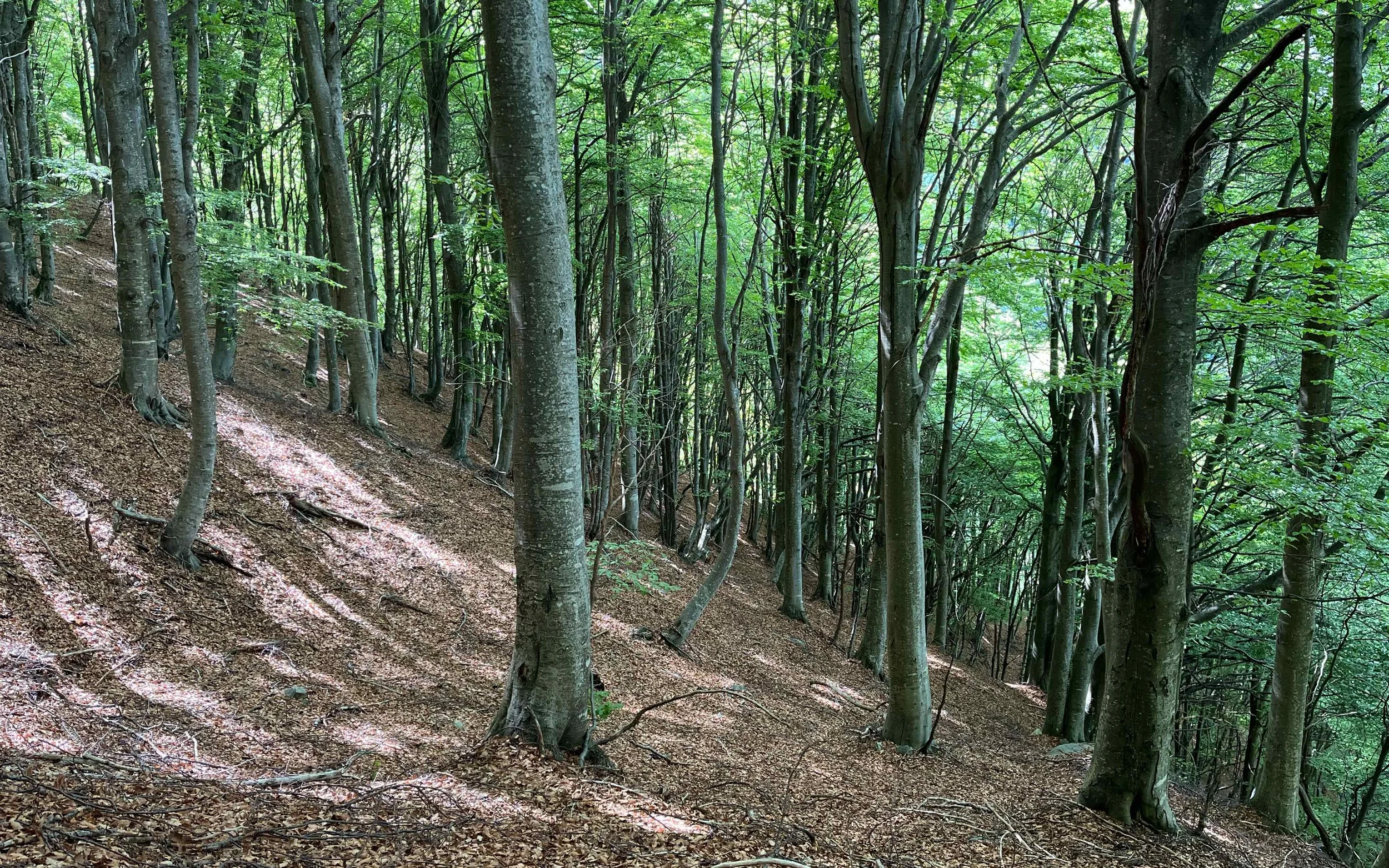 Ein dichter Wald mit Bäumen, deren Blätter grün sind, und einem leicht geneigten Boden bedeckt mit Laub, Sonnenlicht fällt durch die Blätter.