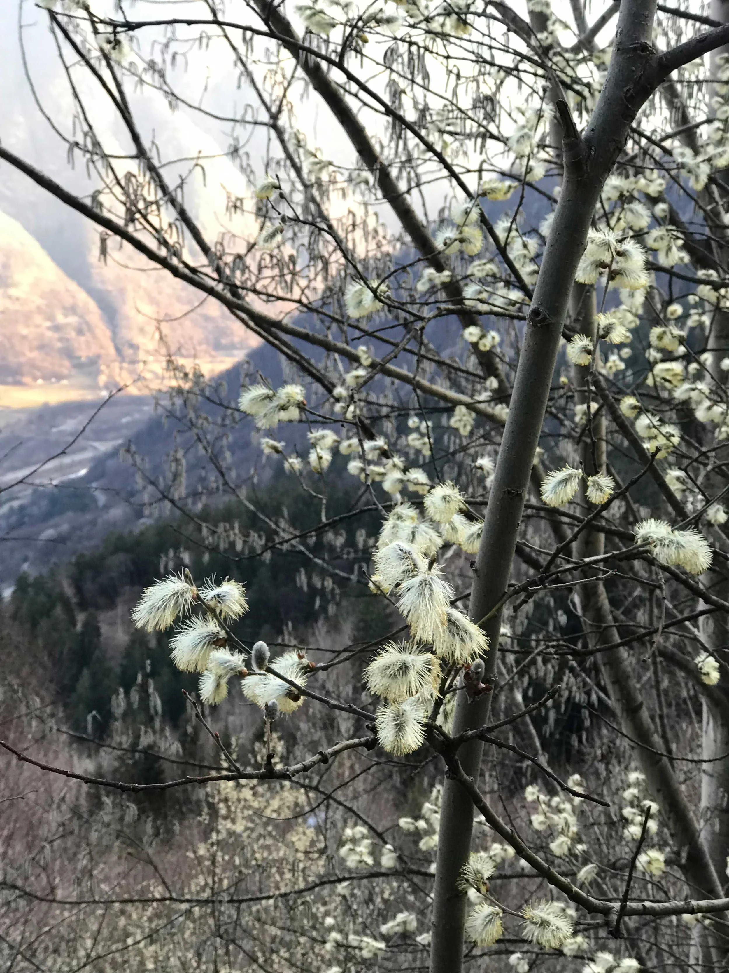 Blühender Baum mit weißen Samenkapseln vor einer bergigen Landschaft im Hintergrund.
