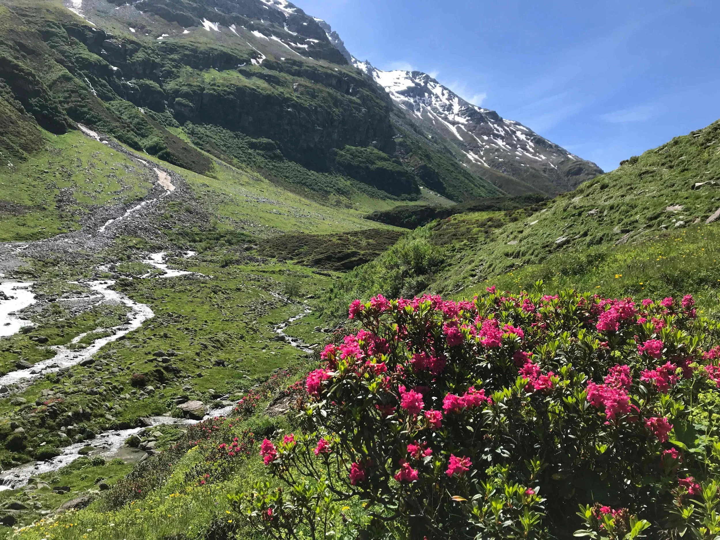 Berglandschaft mit Bach grüner Wiese, Berge mit Schneeresten und blaun Himmel, im Vordergrund rosa blühende Alpenrosen.
