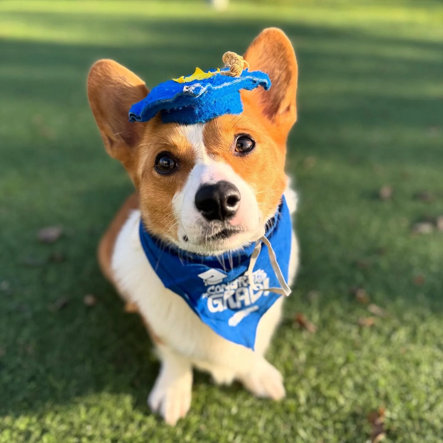 🎓 LIFETIME GRADUATE GROUP CLASS 🎓

Did you know every graduate of our board and train program or anyone that&rsquo;s done 4 weeks of consecutive Doggy Day School Training gets access to our FREE ALUMNI GROUP CLASS 💫

That&rsquo;s right! You get ac
