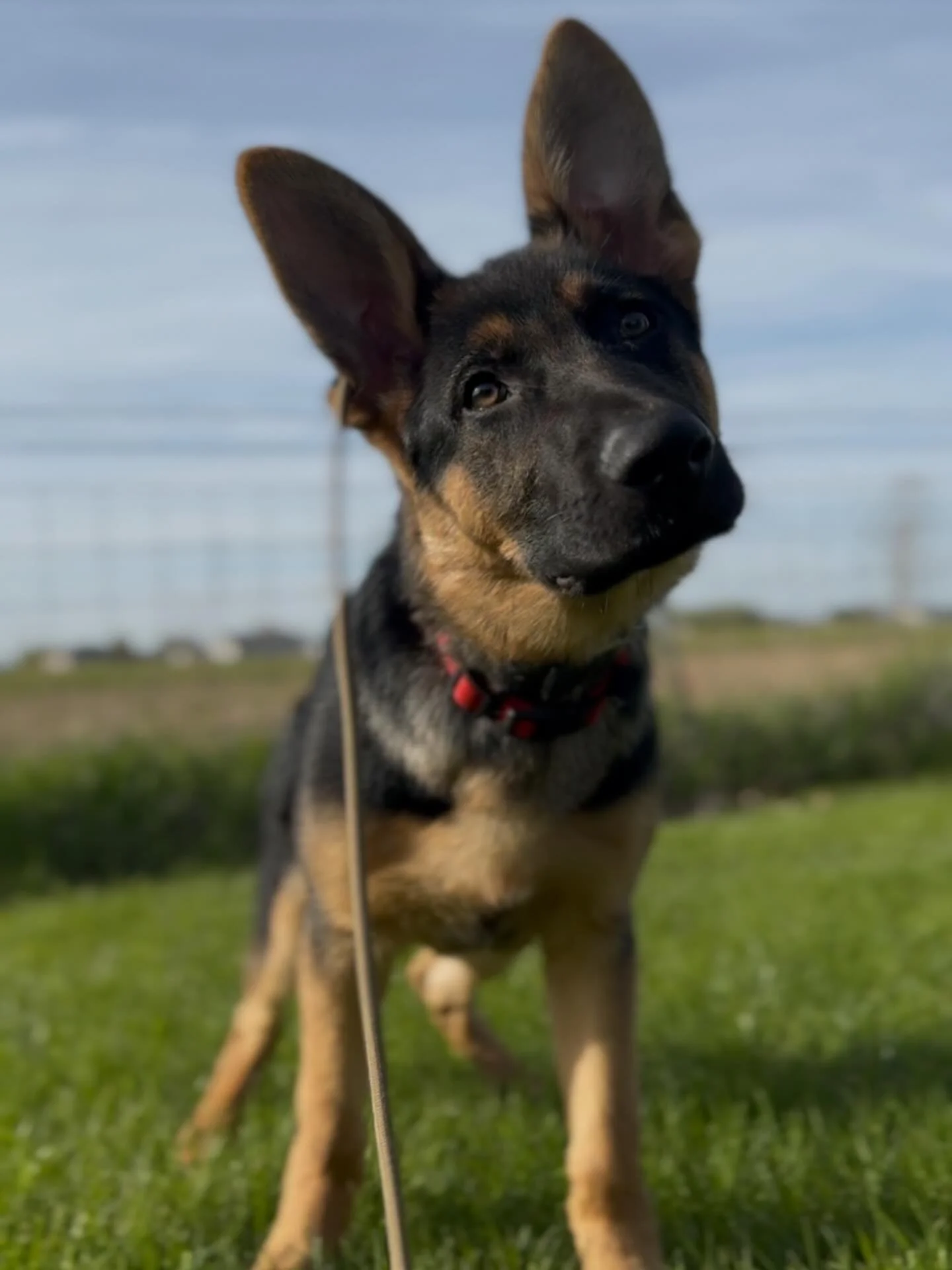 🐶 🐾 Jumping, barking, chewing furniture &mdash; all normal puppy behavior&hellip; but it doesn&rsquo;t have to stay that way.
Our Training Program in Lake Geneva, WI gives your pup the structure they need to thrive.

✅ Personalized attention from e