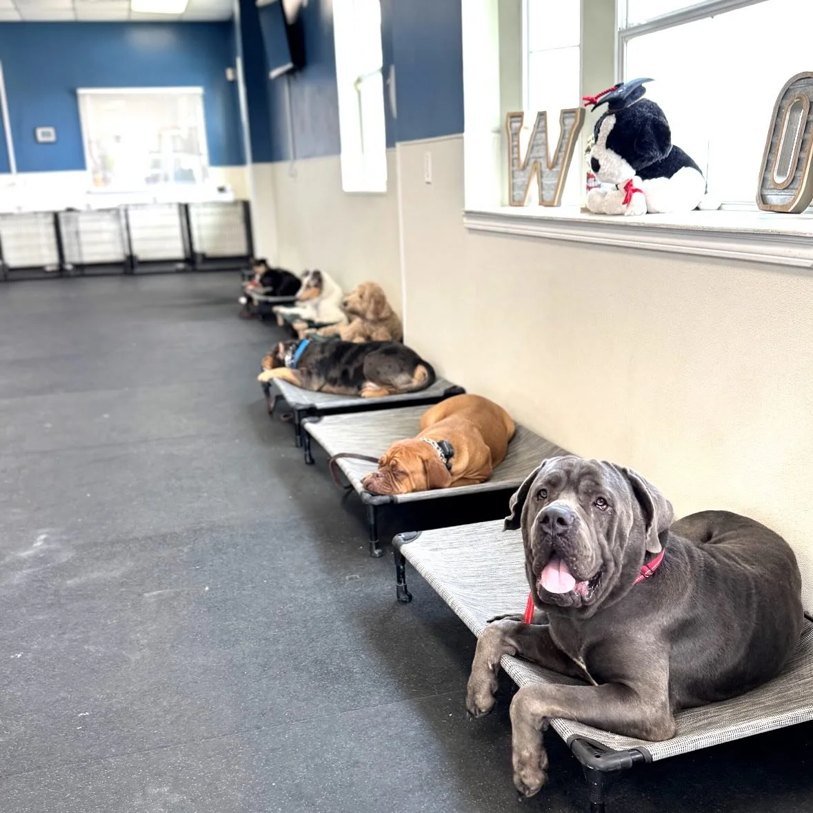 Did you know you have to teach your dog how to do: NOTHING at all 😅 This is where the PLACE command comes in handy! 

Whether your dog ignores commands or pulls on leash, our training programs build calm, cooperative behavior that lasts.

✅ Real-wor