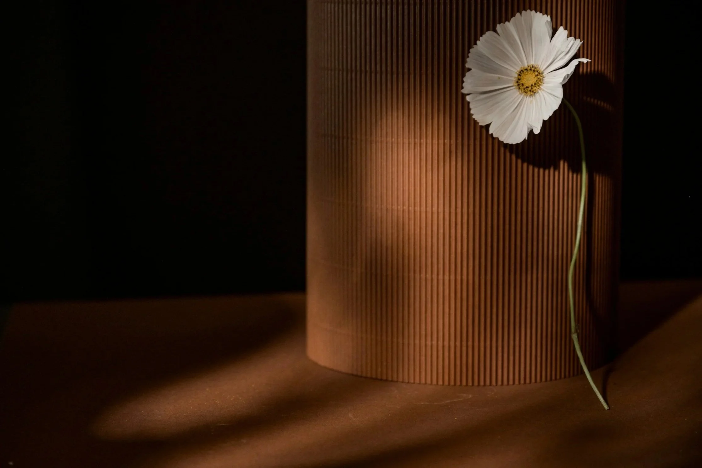 A white flower with a yellow center leaning against a textured wooden surface, illuminated by a warm light, with a shadow cast on the surface below.