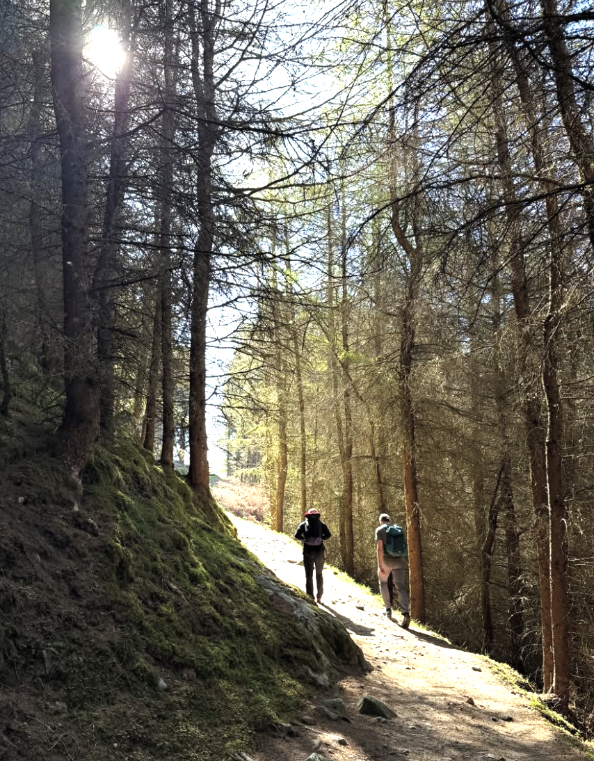 Two hikers walking along a sunlit trail through a dense forest with tall trees.