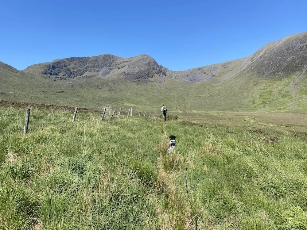 A hiker walking with a dog on a grassy trail through a green valley surrounded by mountains under a clear blue sky.