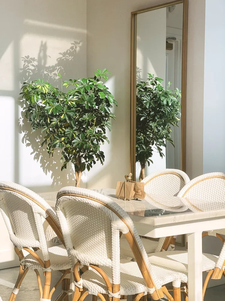 Cherry Creek North Neighborhood Guide