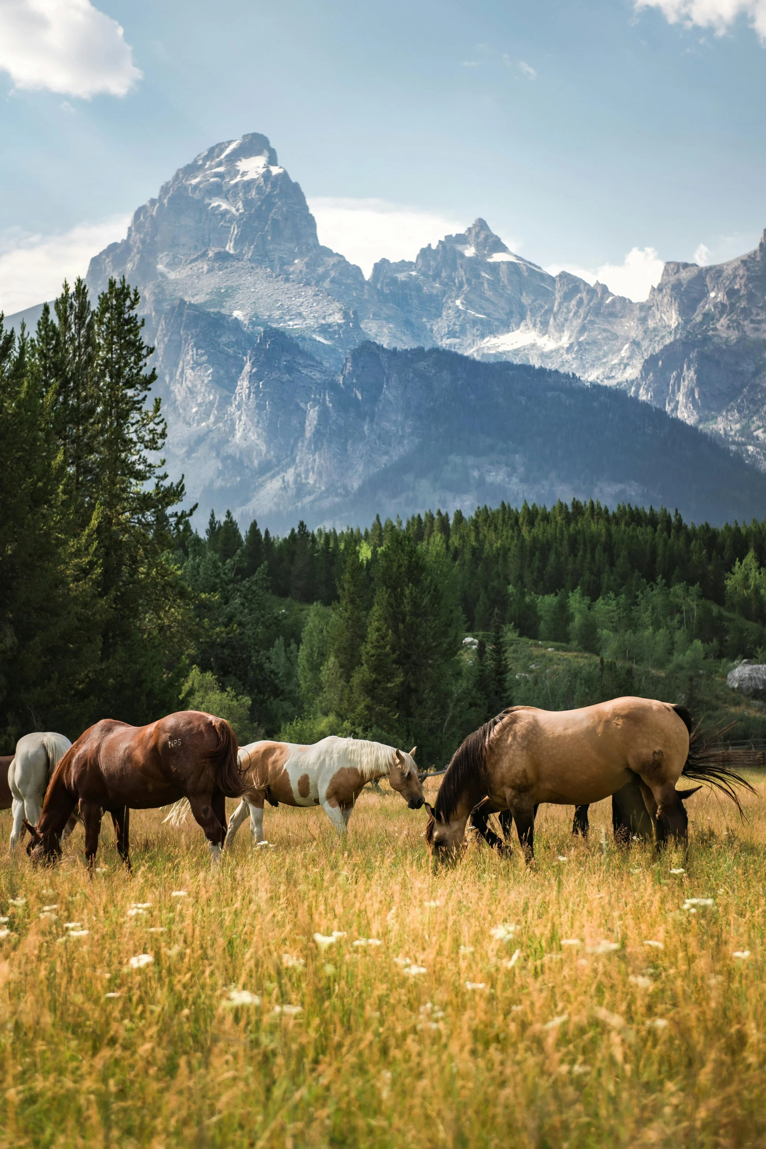 Horses grazing in a grassy field with a mountain range in the background.