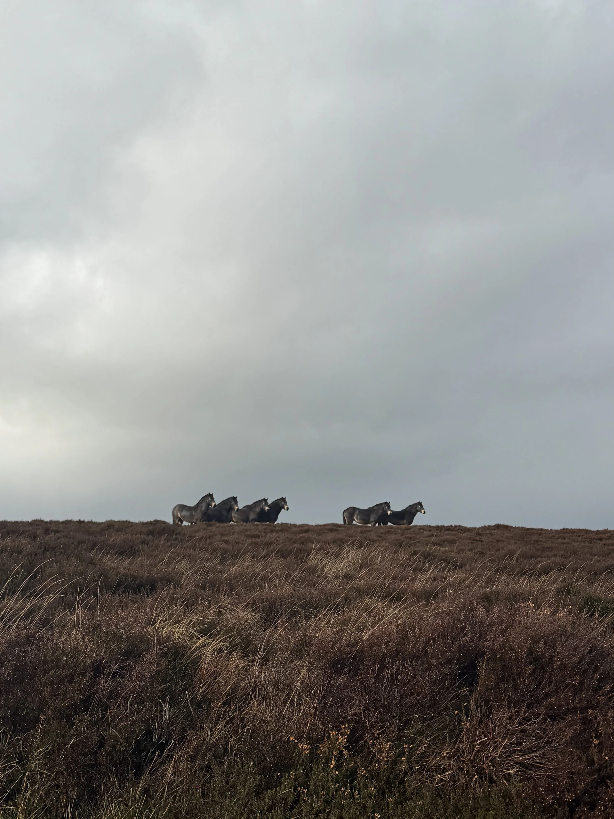 Exmoor Ponies copy.jpg