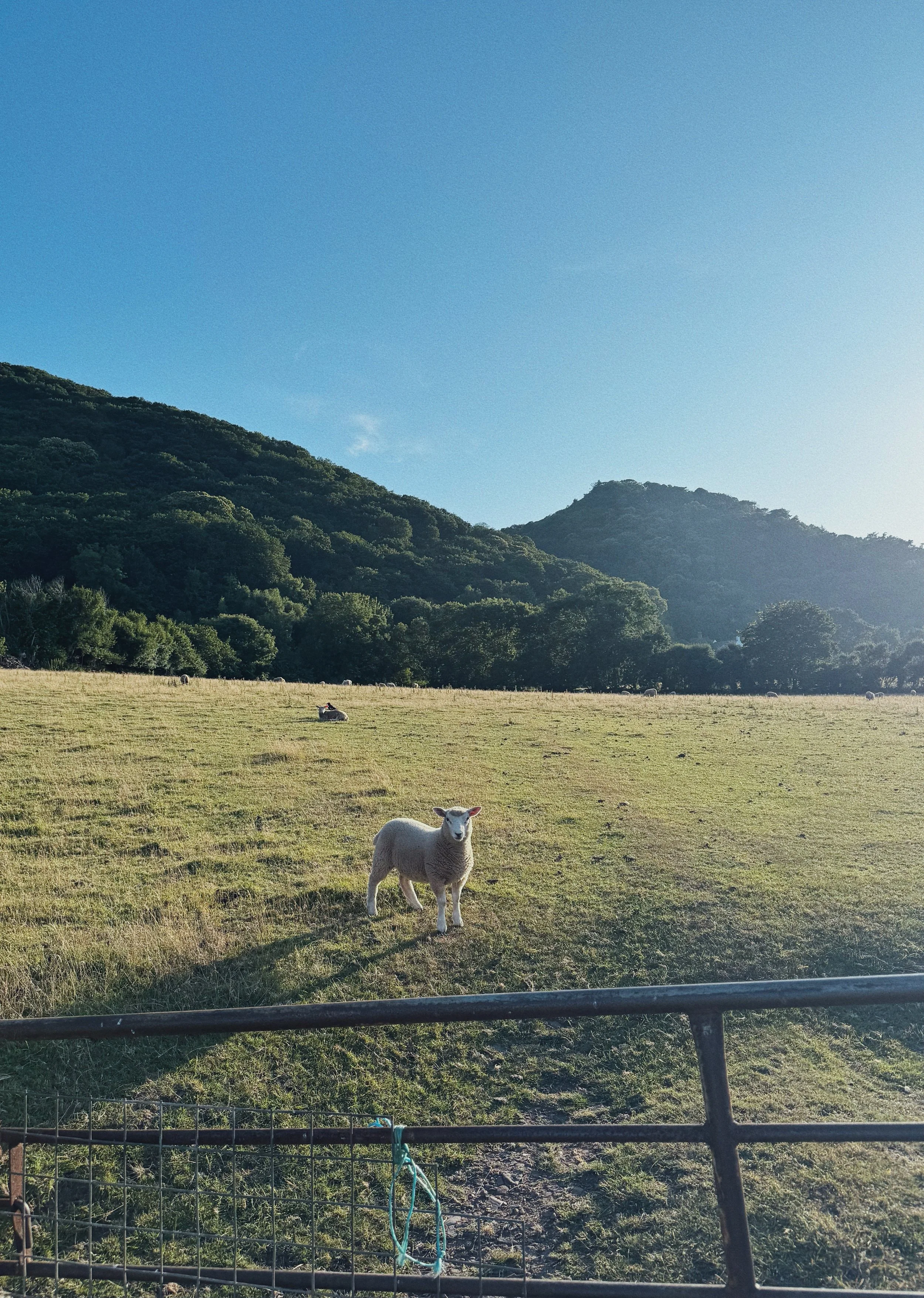 A sheep standing in a green pasture with mountains in the background under a clear blue sky.