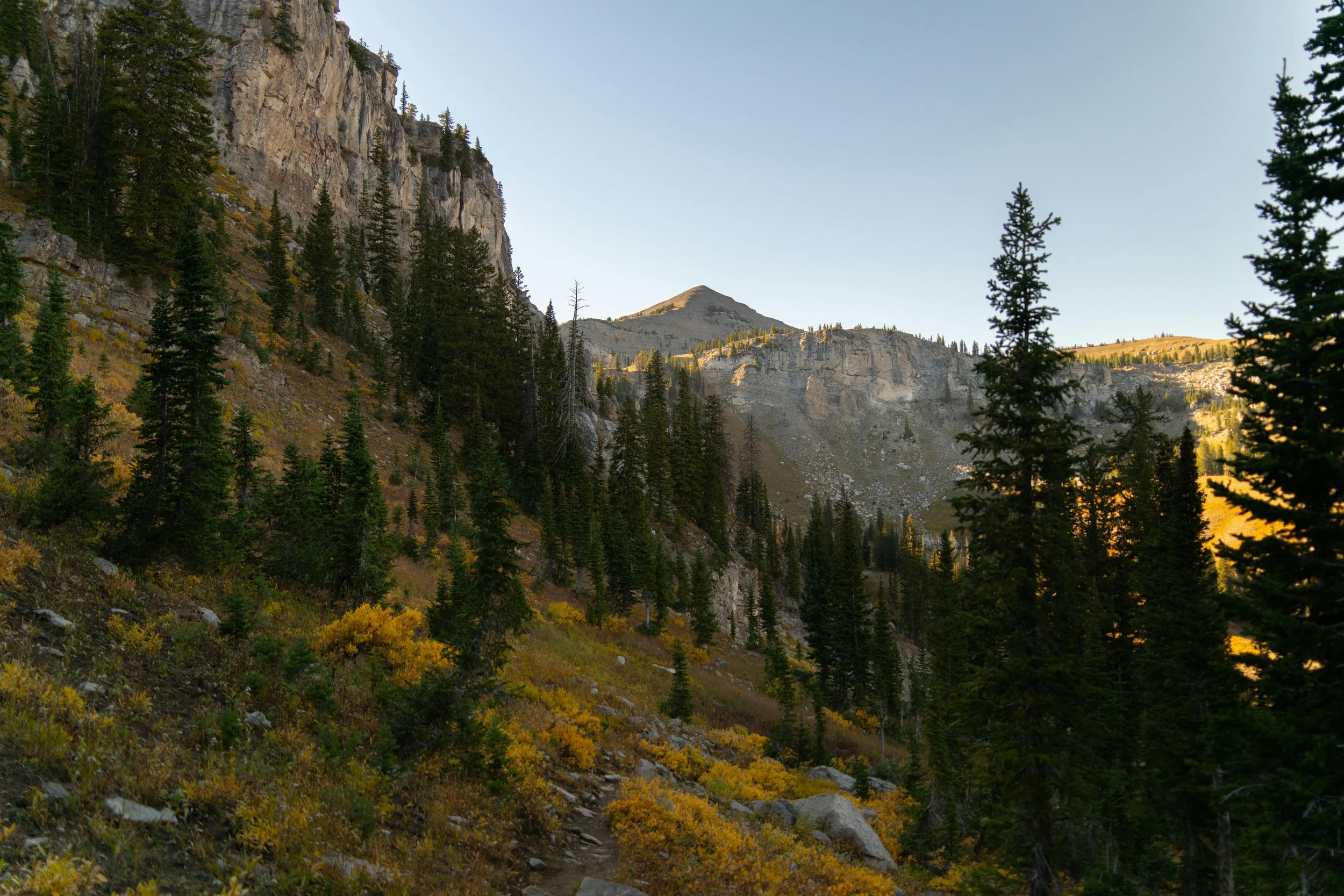 A mountain landscape with tall pine trees, rocky cliffs, and a clear sky, possibly in autumn.