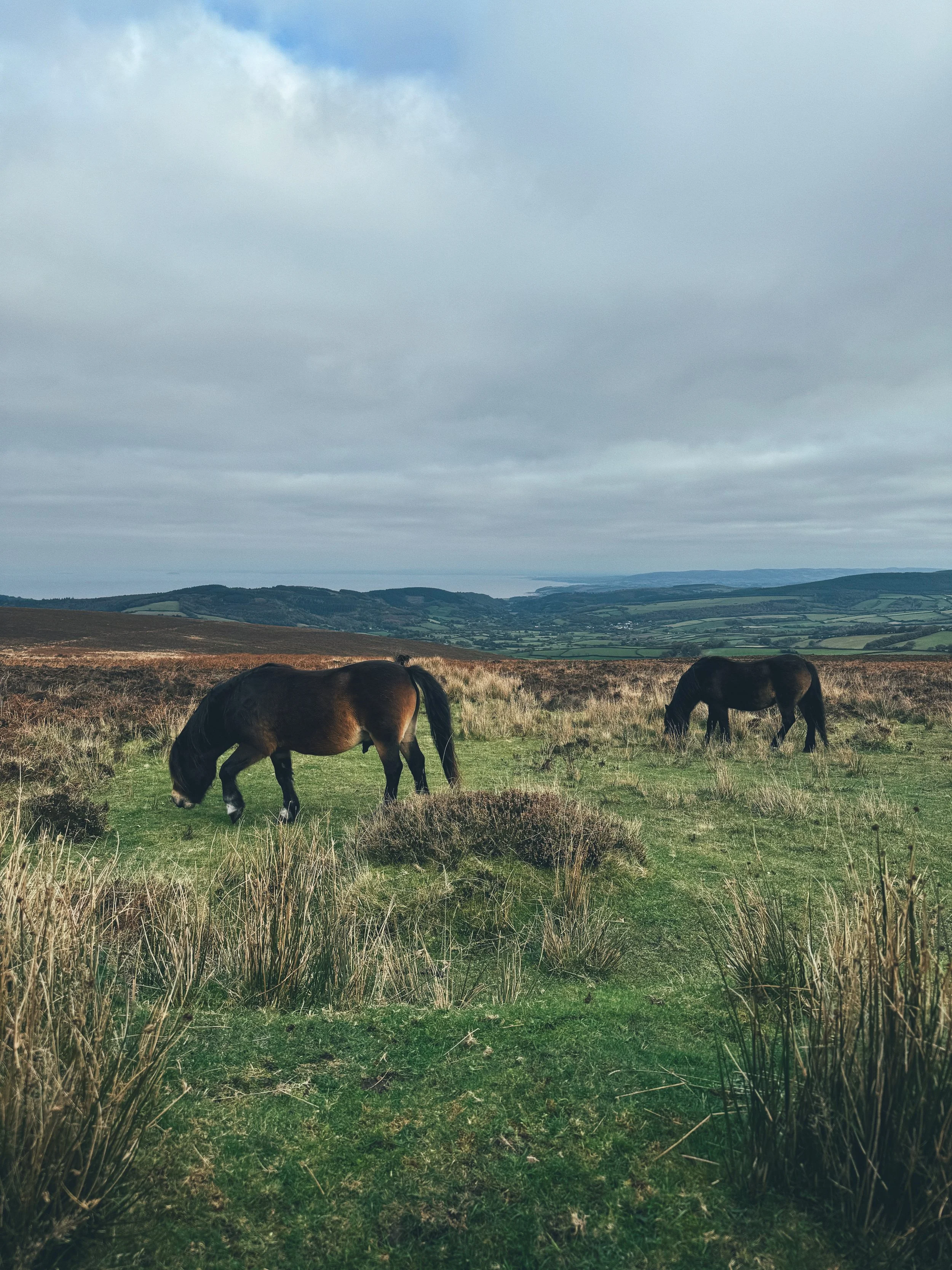 Two horses grazing in a grassy field with rolling hills and cloudy sky in the background.