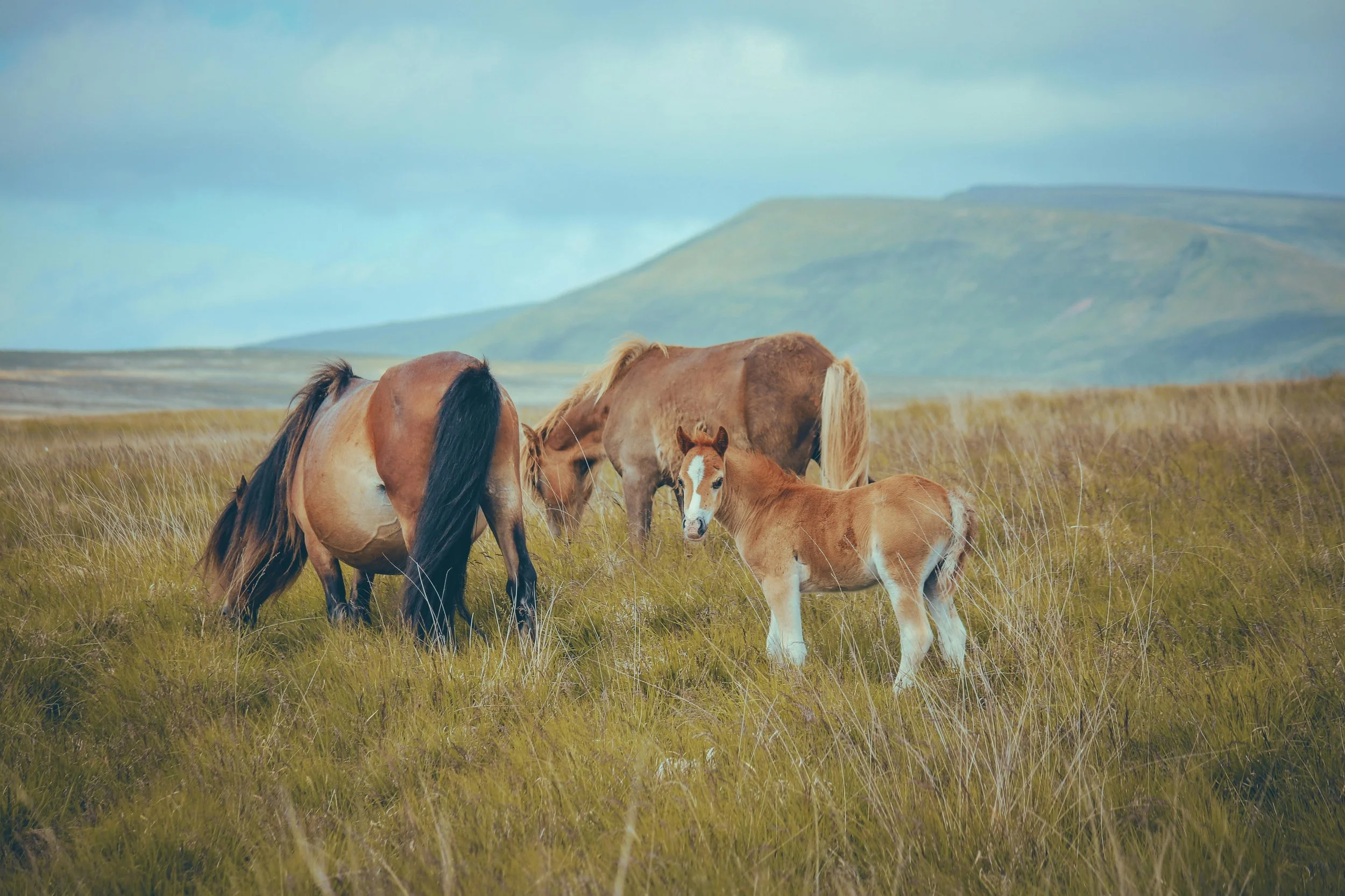 three horses in tall grass in the countryside