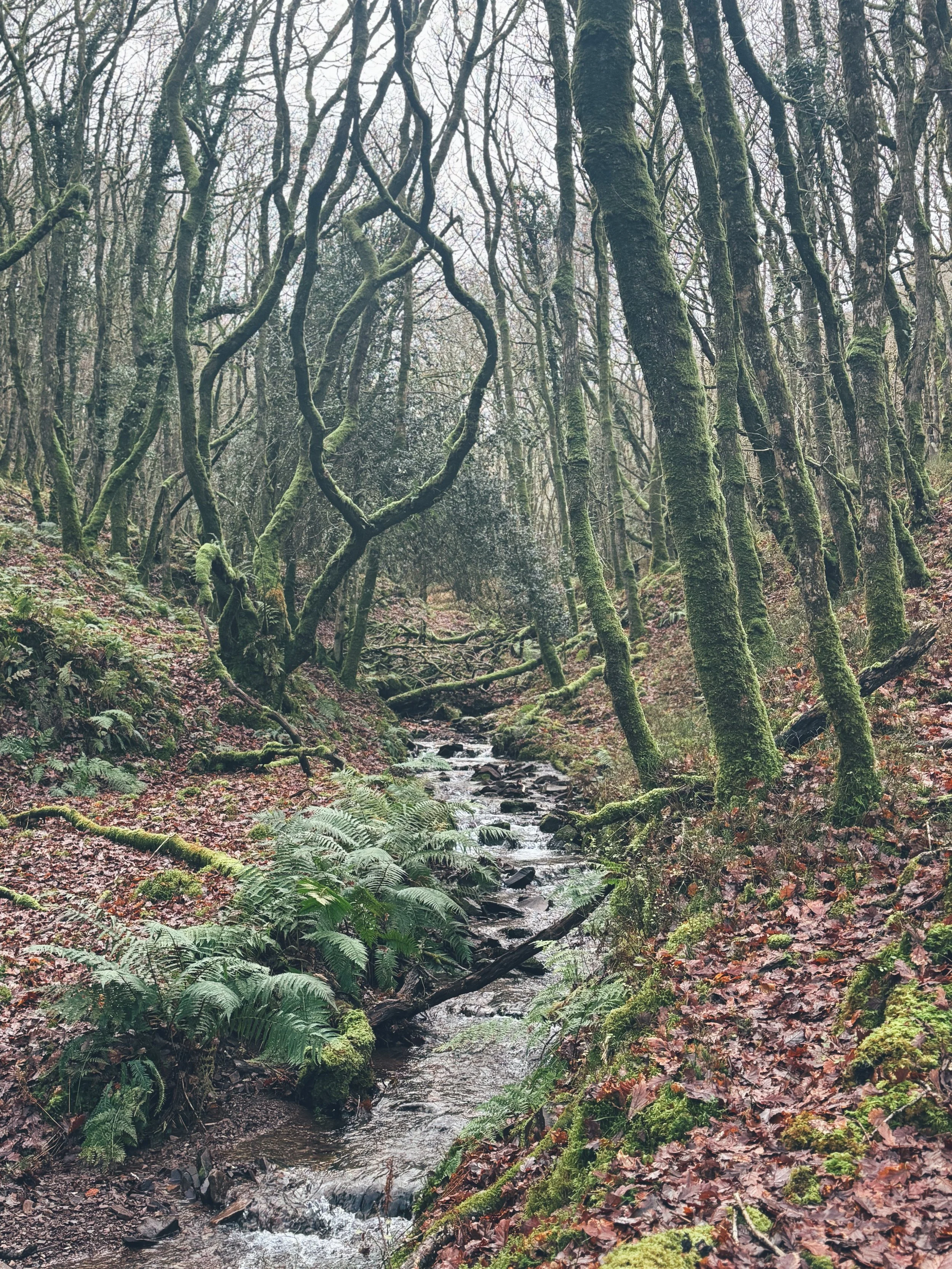 A forest scene with tall, moss-covered trees and a small stream flowing through a leaf-covered forest floor.