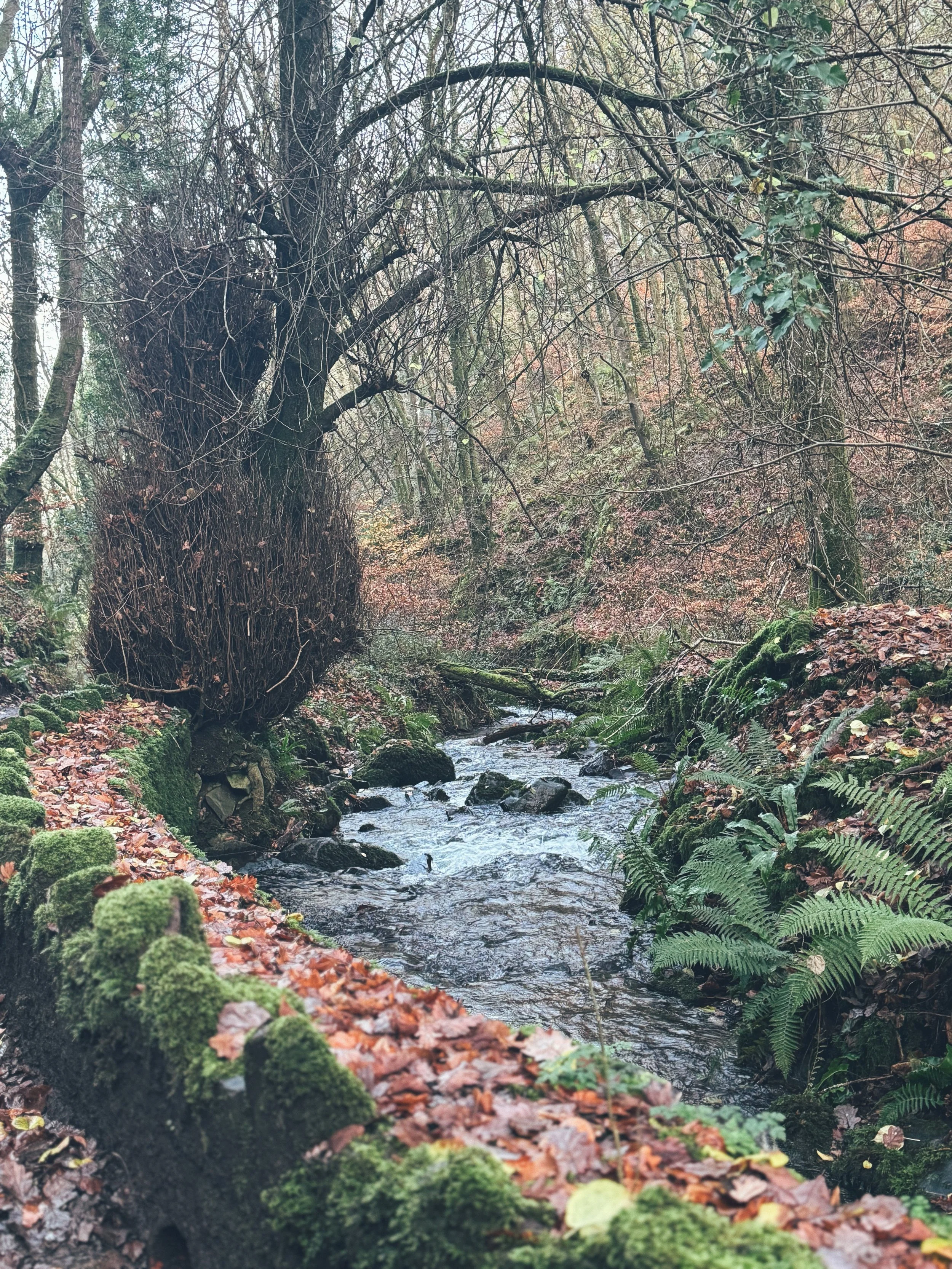 A small, rocky stream flowing through a misty forest with moss-covered logs and trees, fallen leaves, and ferns.