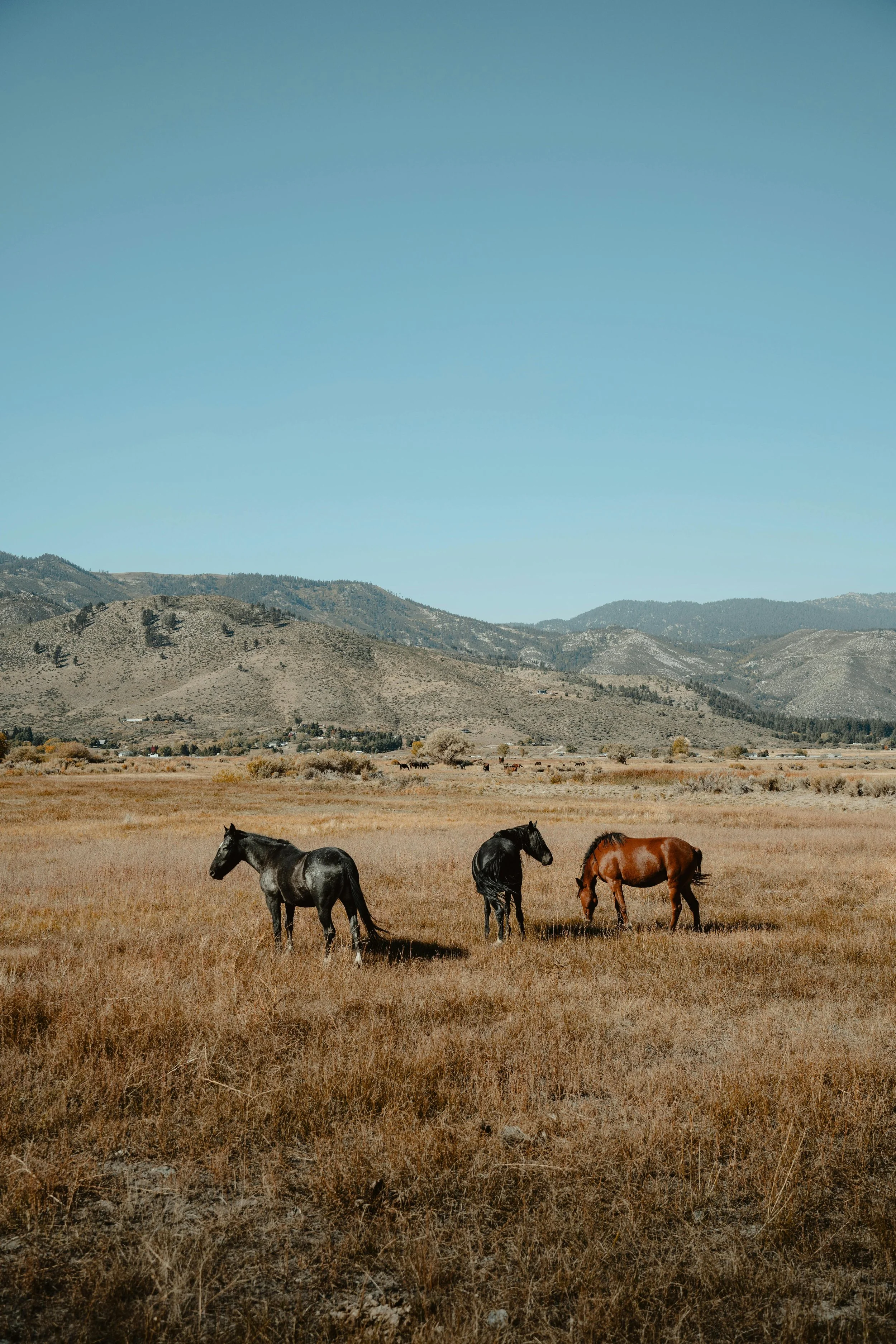 three horses in front of a mountain