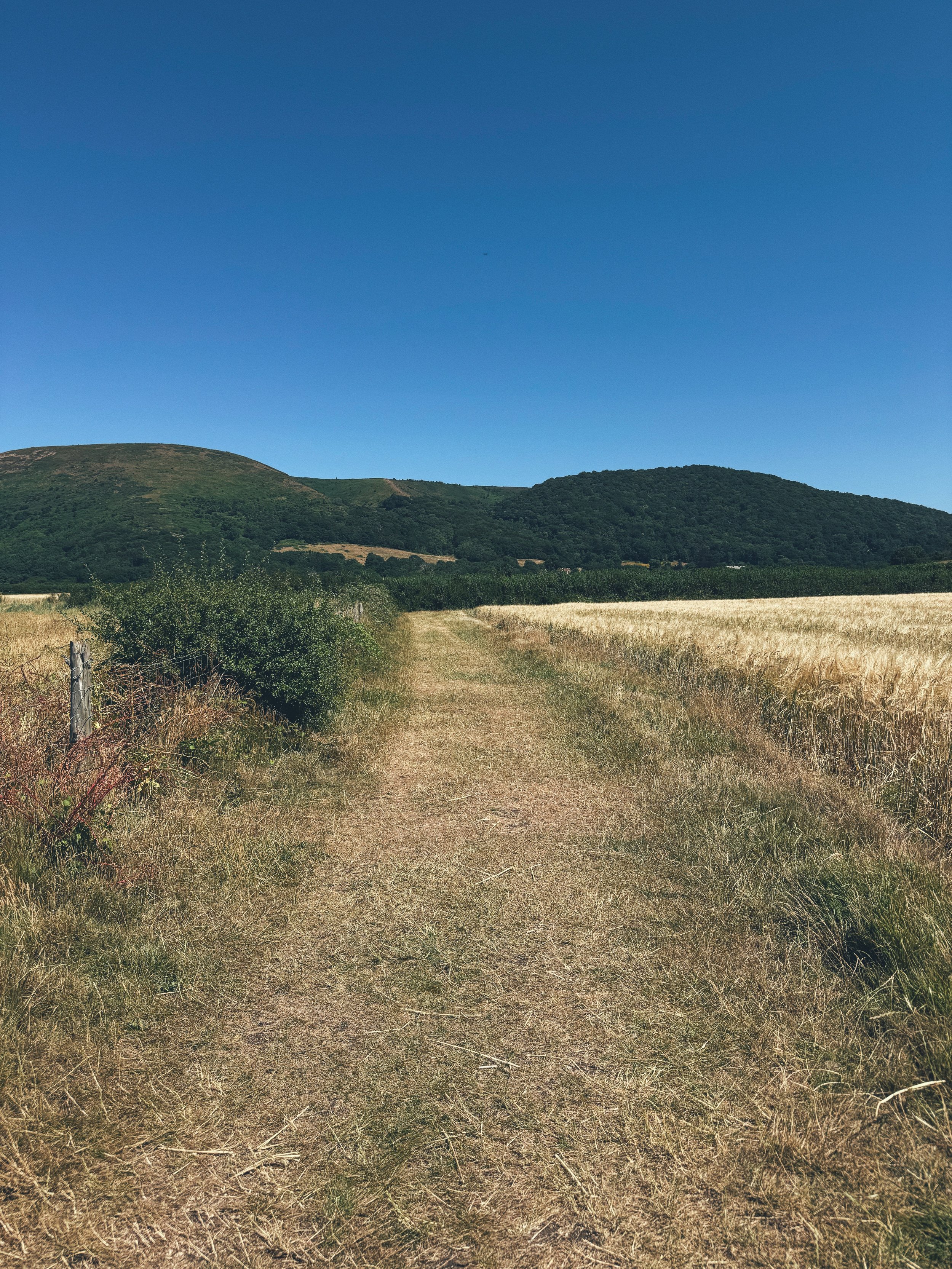 A dirt path running through fields of grassy weeds and wheat, with green bushes and trees on the left, and mountains in the distance under a clear blue sky.