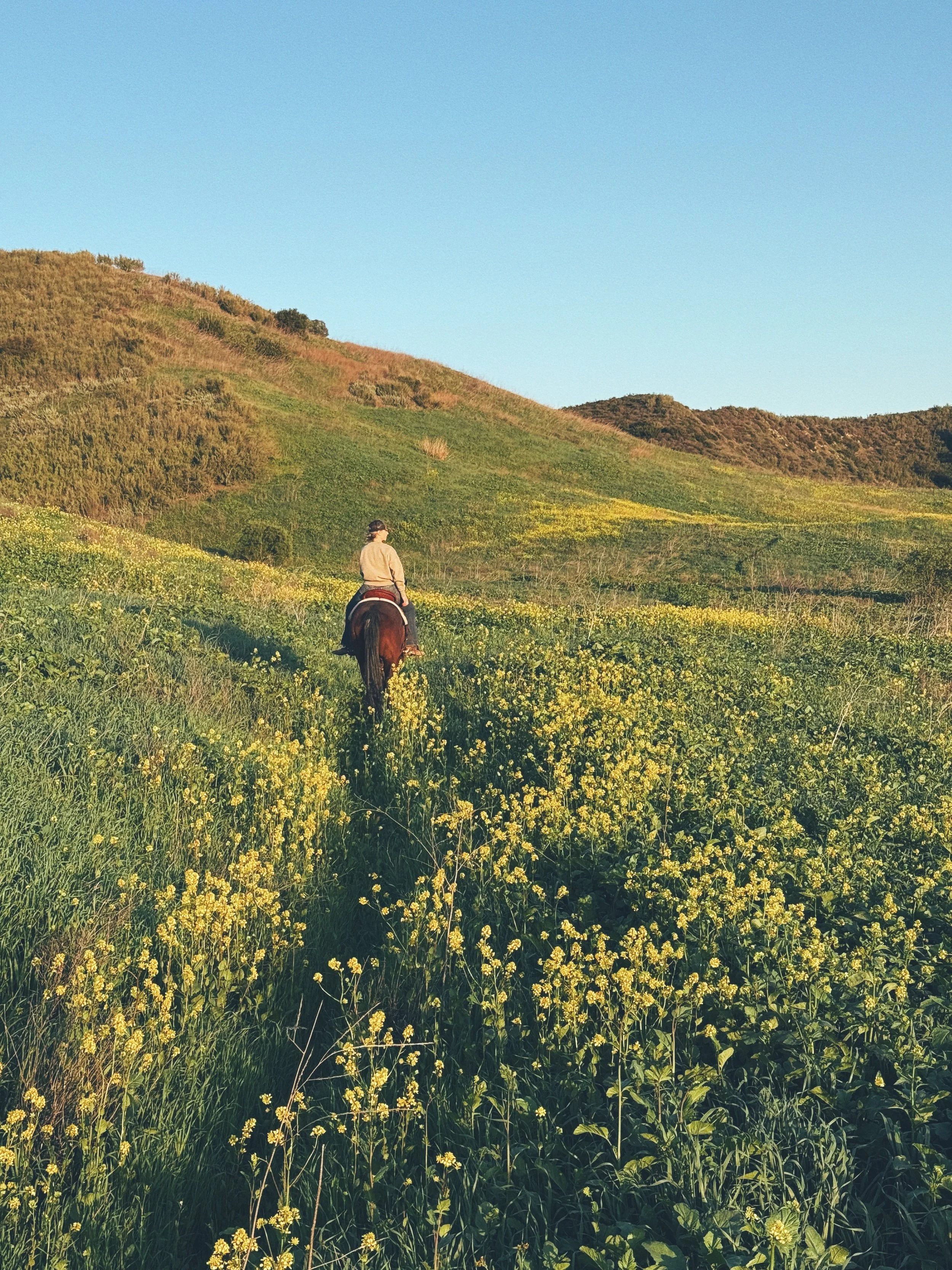 A person riding a horse through a field of yellow wildflowers in a hilly landscape during sunny weather.