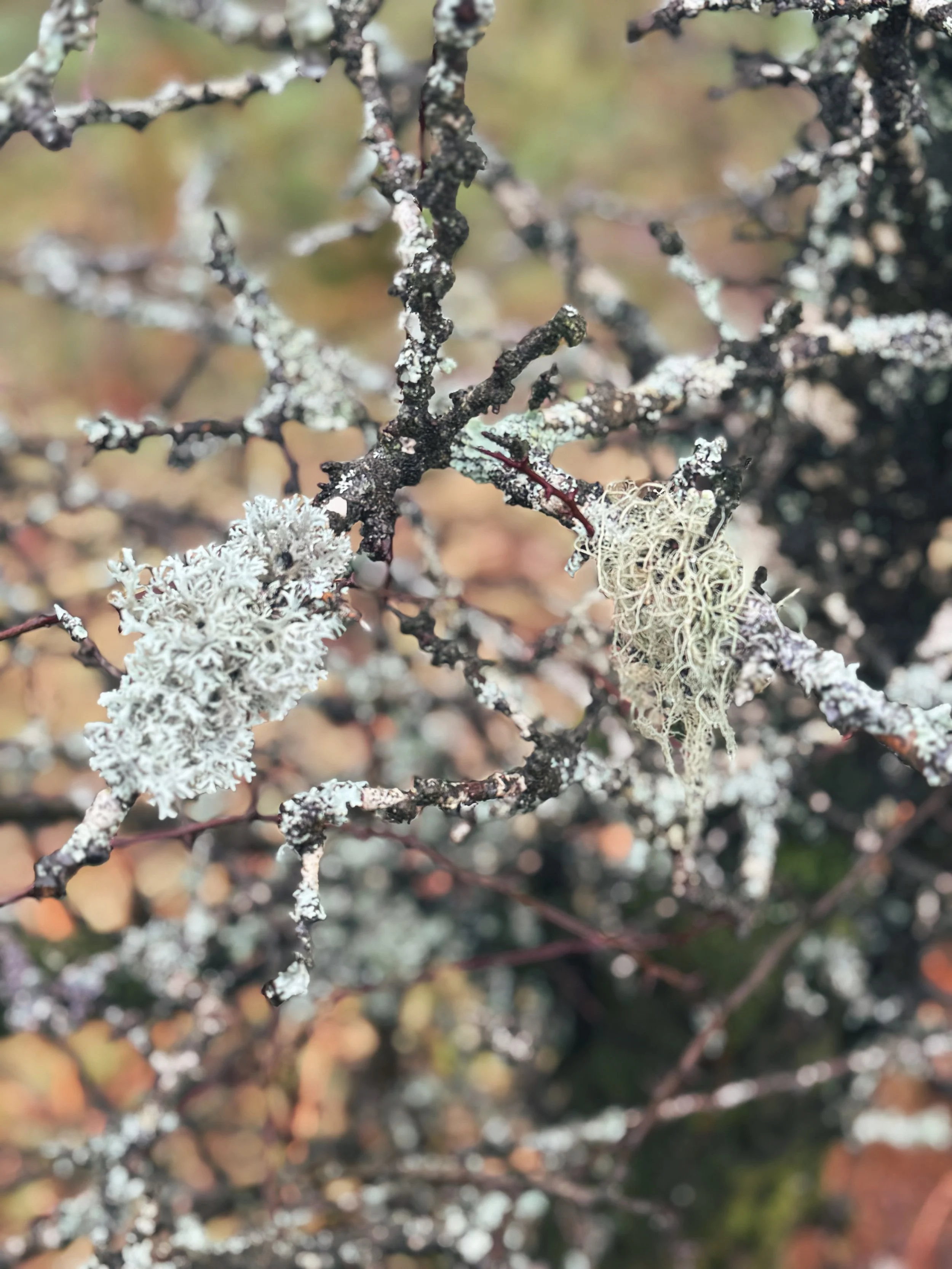 Winter Liechen Moors.JPG