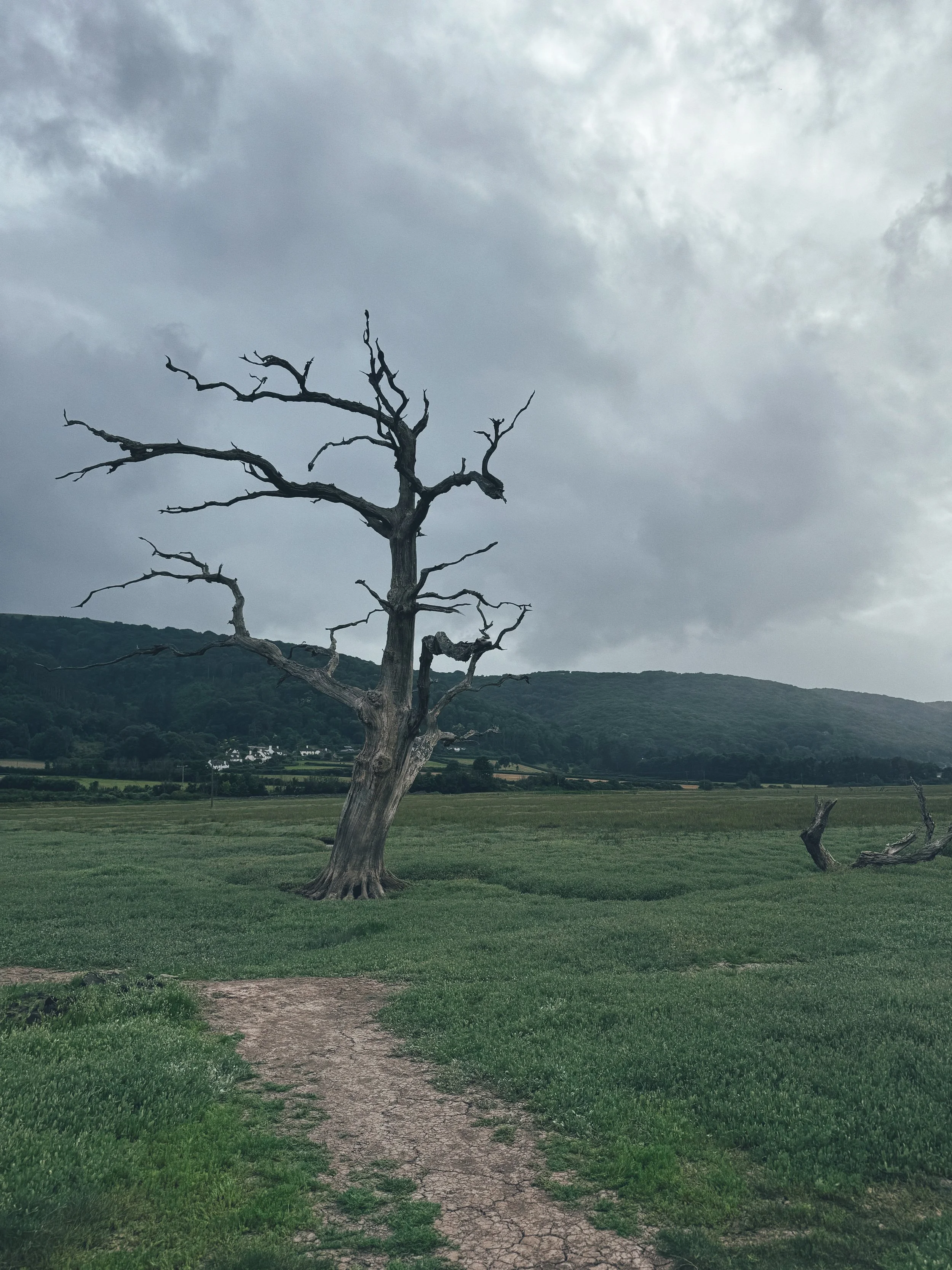 A barren, leafless tree standing on a grassy field under a cloudy sky with distant hills in the background.