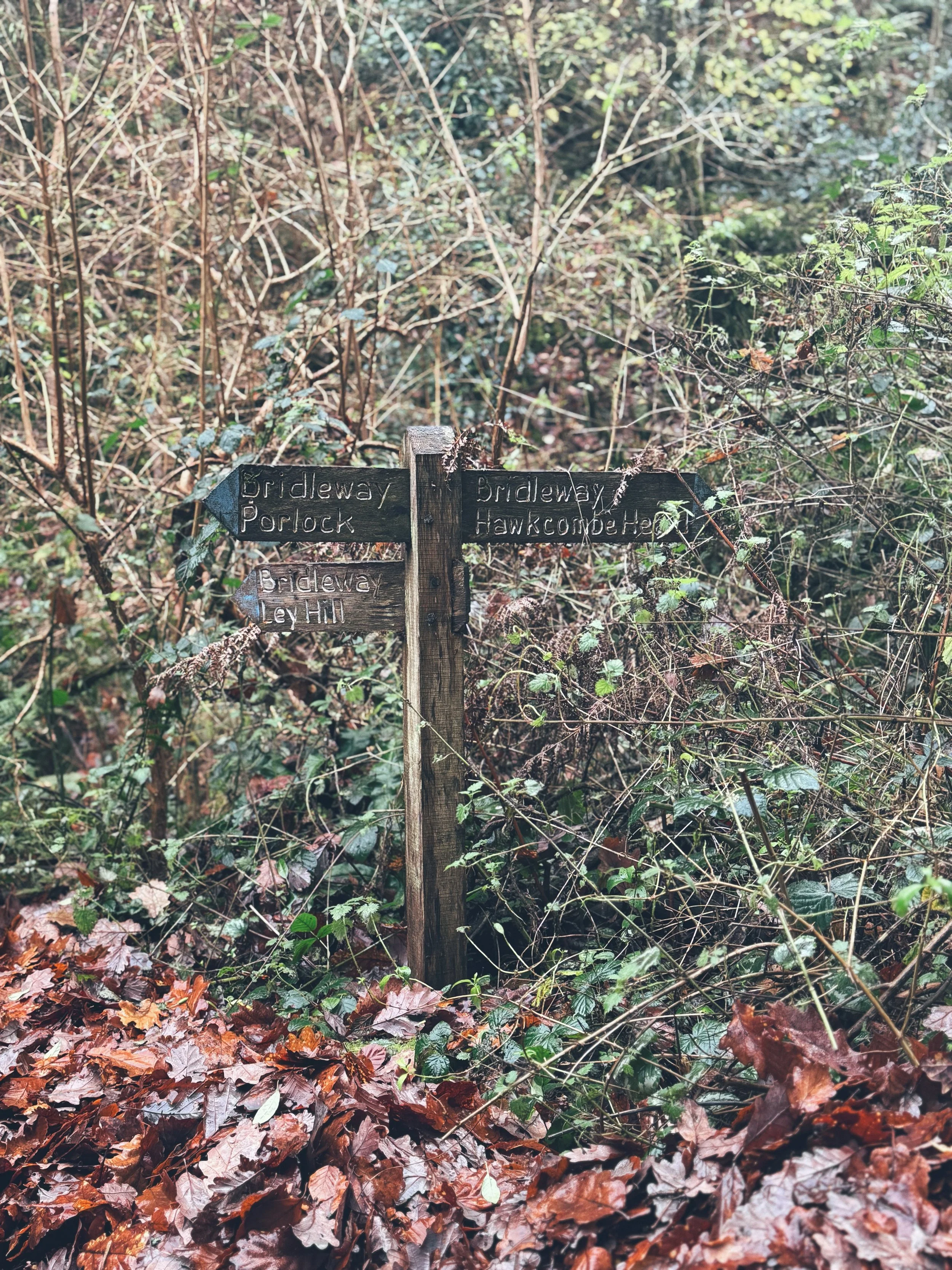 A wooden signpost in a forest with overgrown bushes and leaves on the ground, pointing in four directions with labels for different pathways.