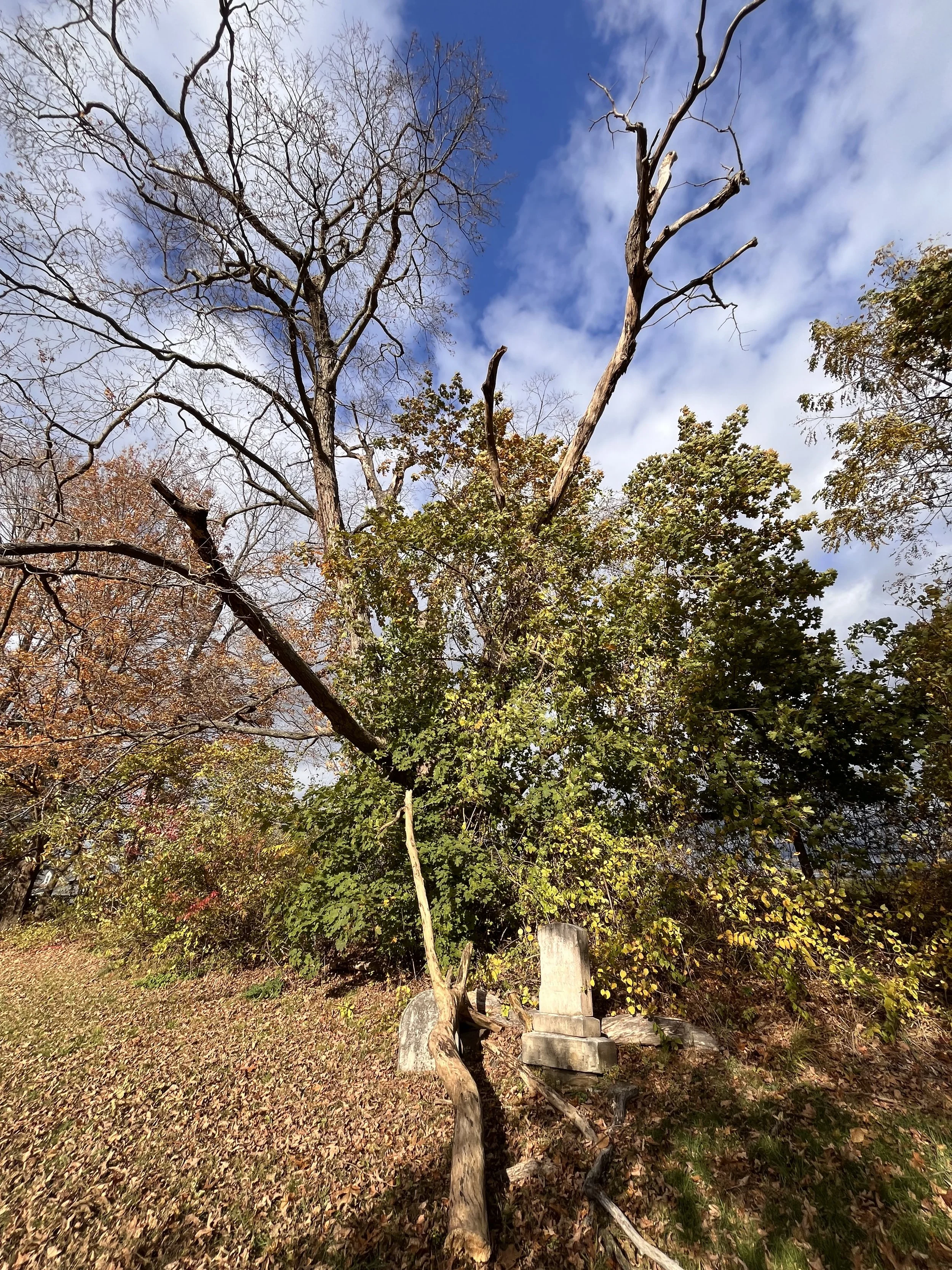 A large tree with mostly bare branches, some green foliage, and a broken limb, standing next to a weathered stone monument and a bush with yellowing leaves, under a partly cloudy sky.